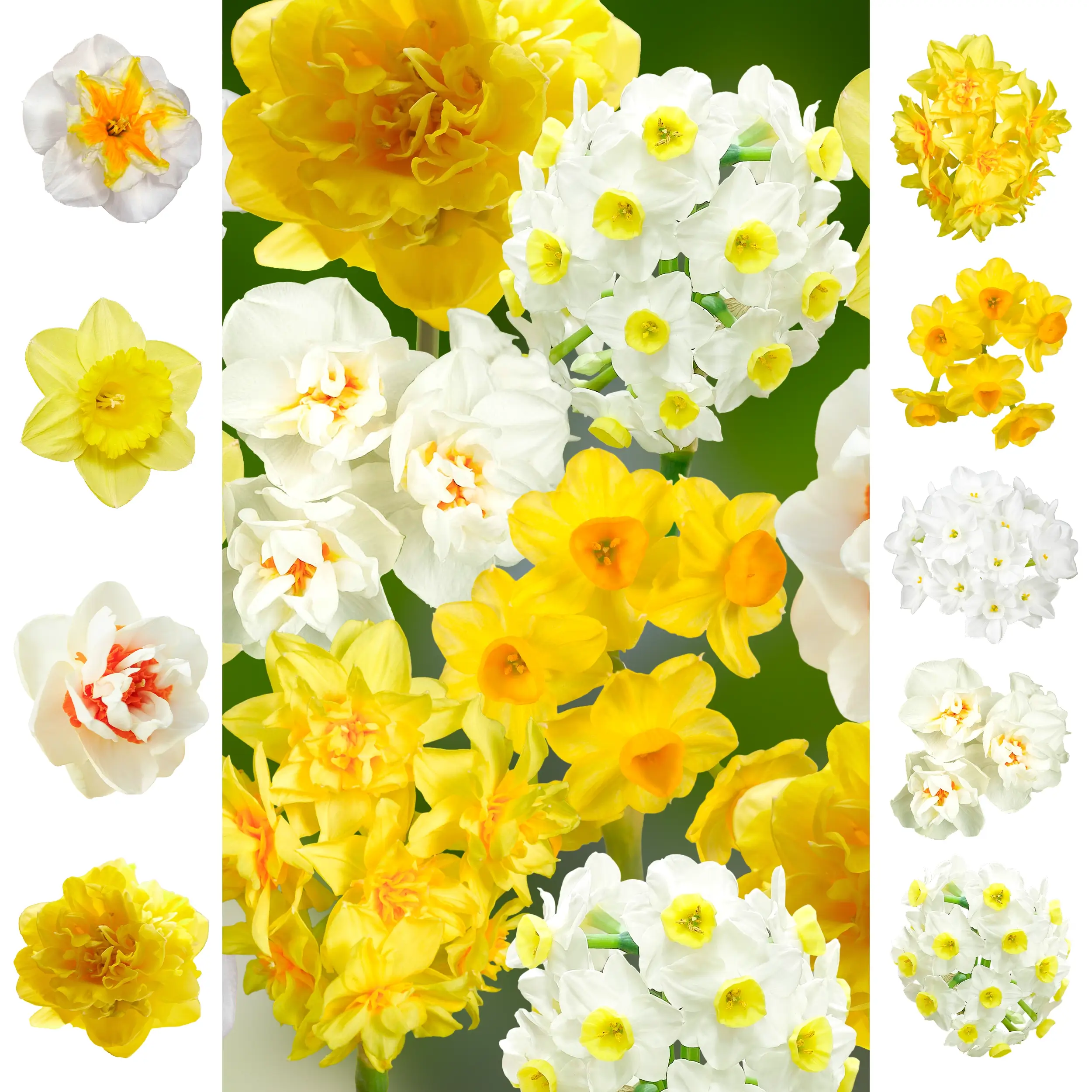 Daffodil - Collection - 'Rainbow' Farmers Choice set - 2026
