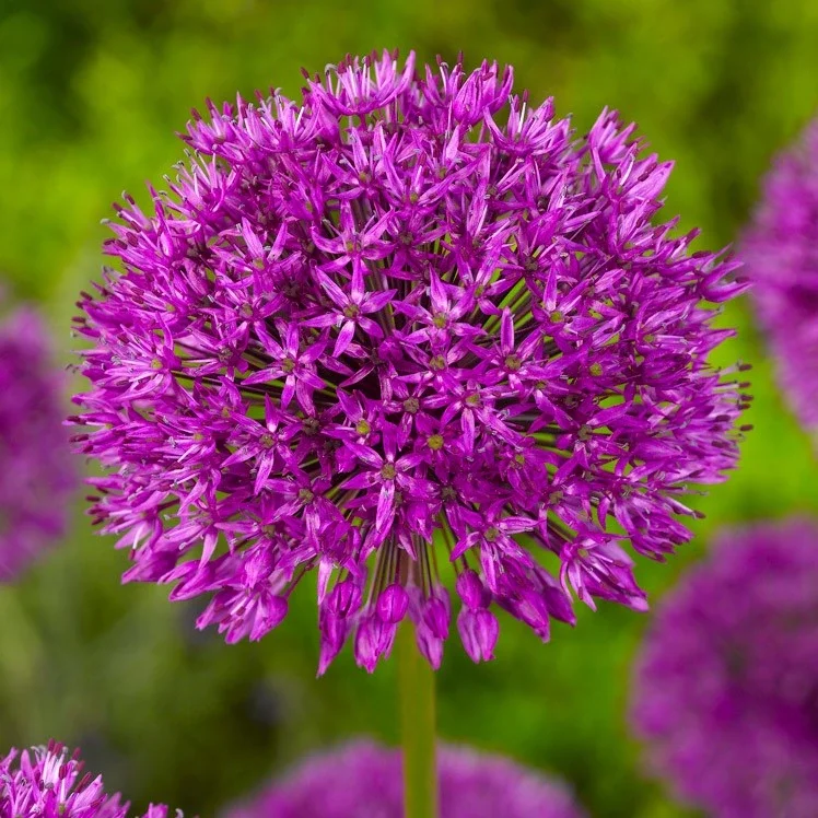 Allium 'Purple Sensation' - dark purple