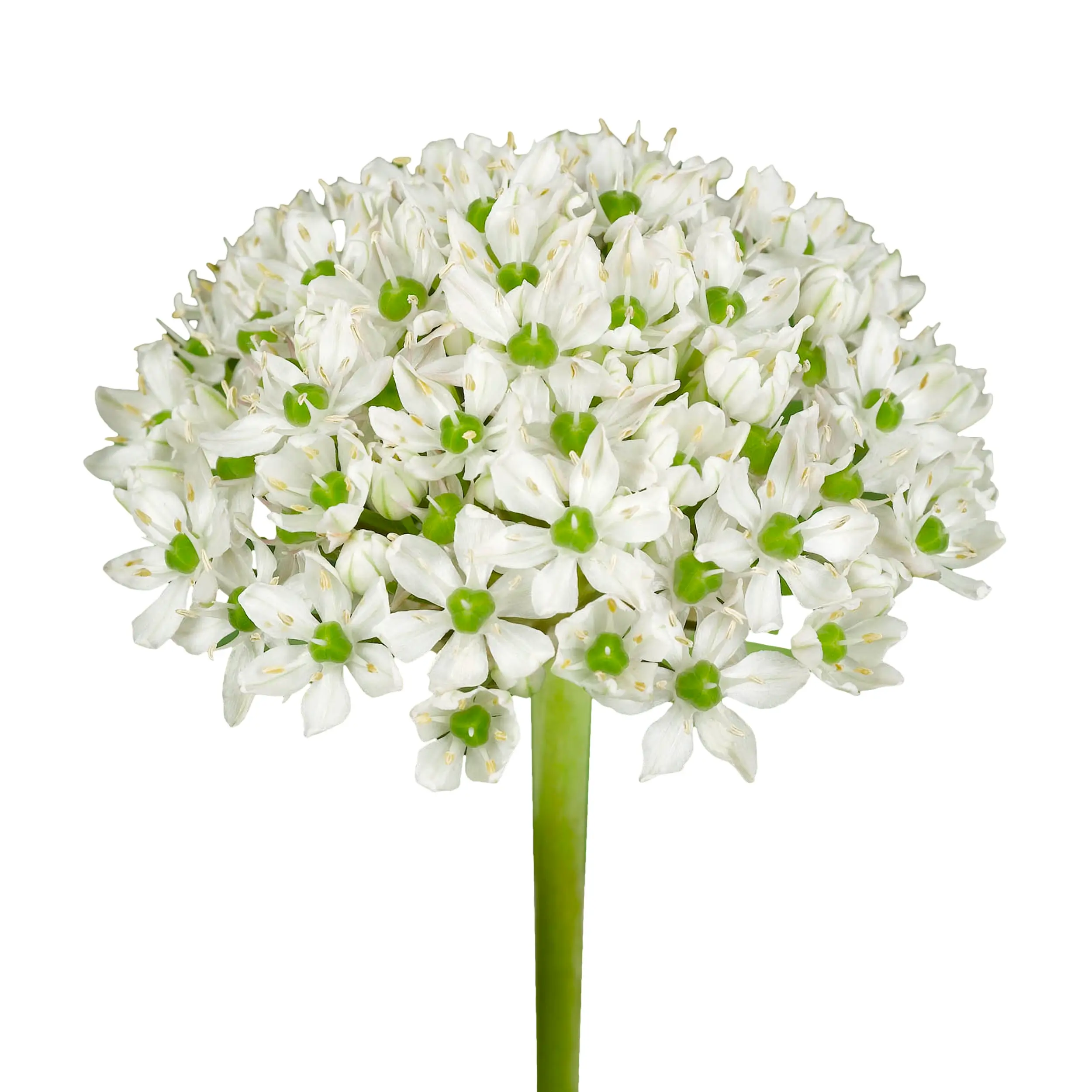 Allium 'Nigrum' - white