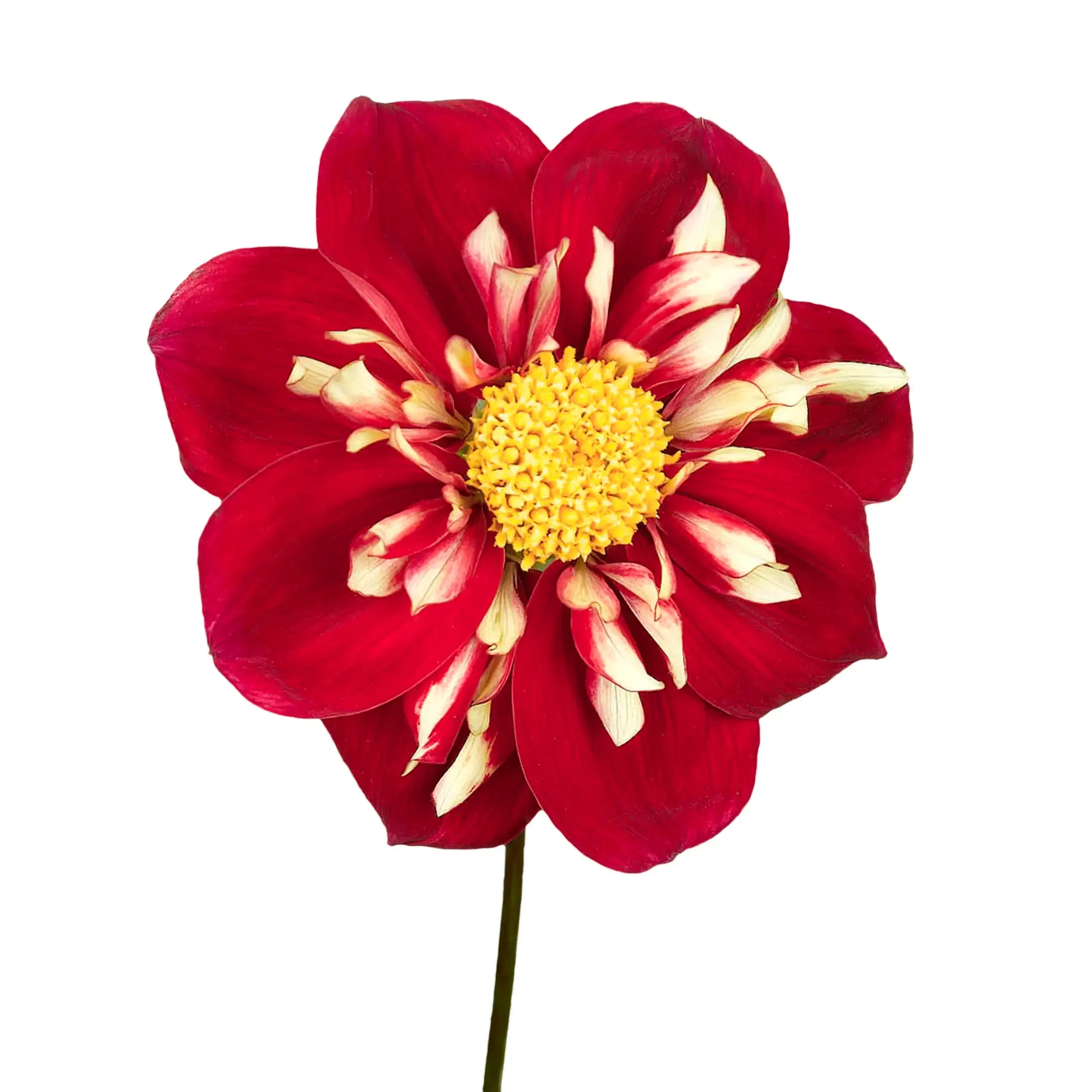 Dahlia 'Impression Festivo' - red with yellow