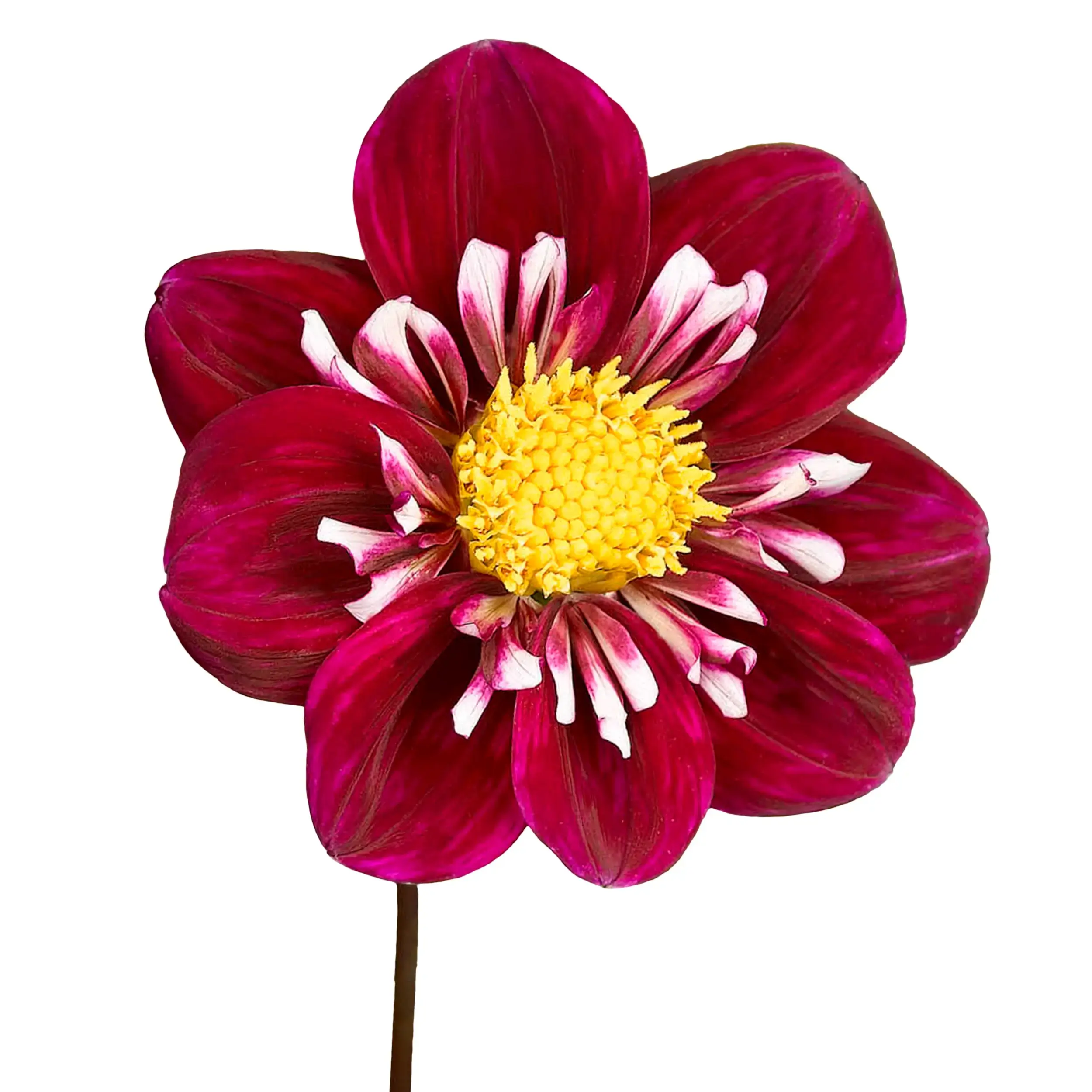 Dahlia 'Impression Fantastico' - purple with white