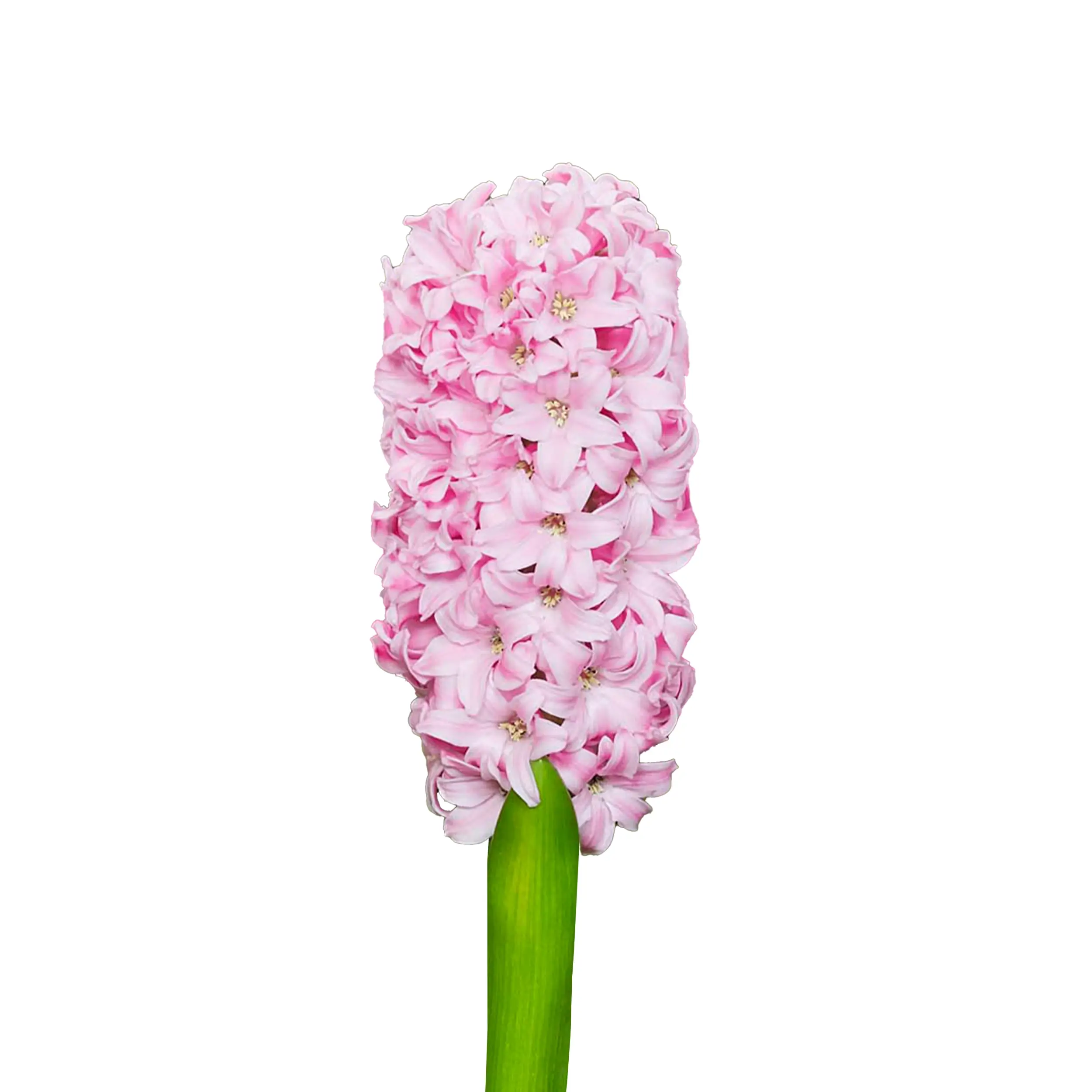 Hyacinth 'Pink Blush' - pink