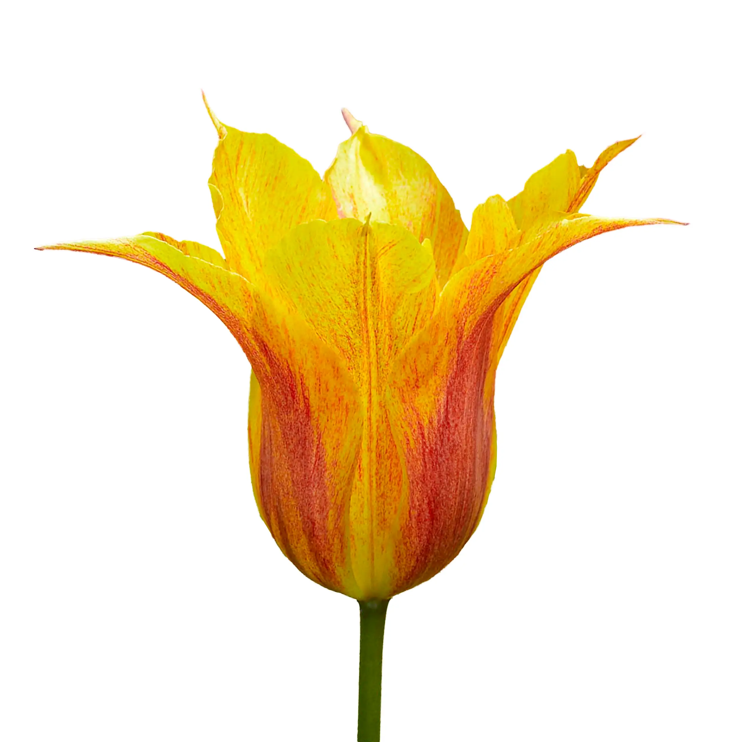 Tulip 'Vendeeglobe' - yellow with red