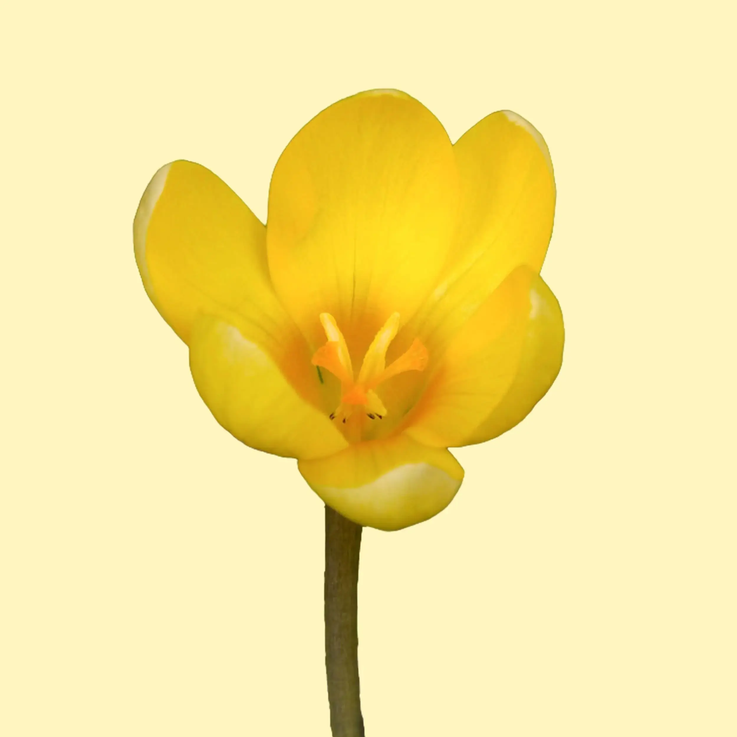Krokus Yellow Mammouth Bloem