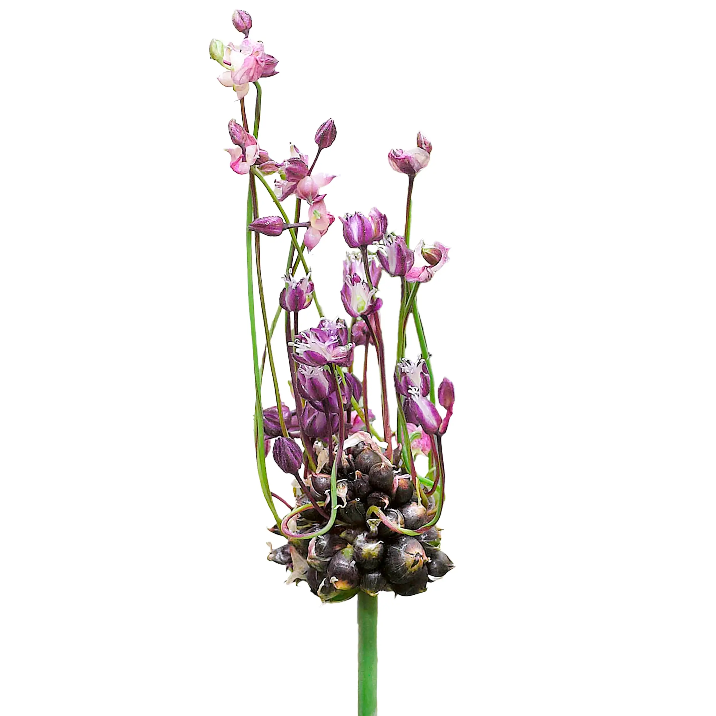 Allium 'Art' - purple