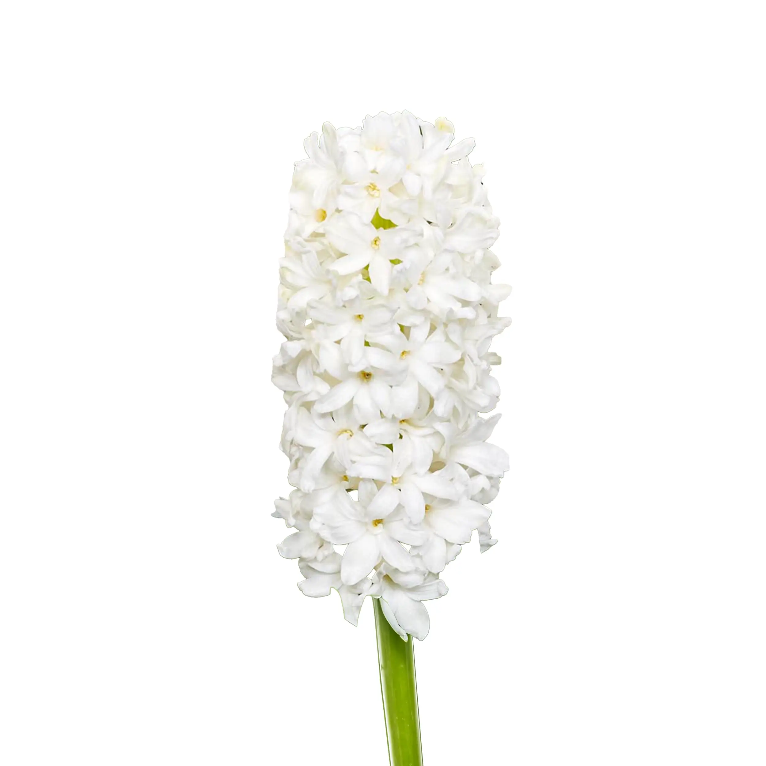 Hyacinth 'White Blush' - white