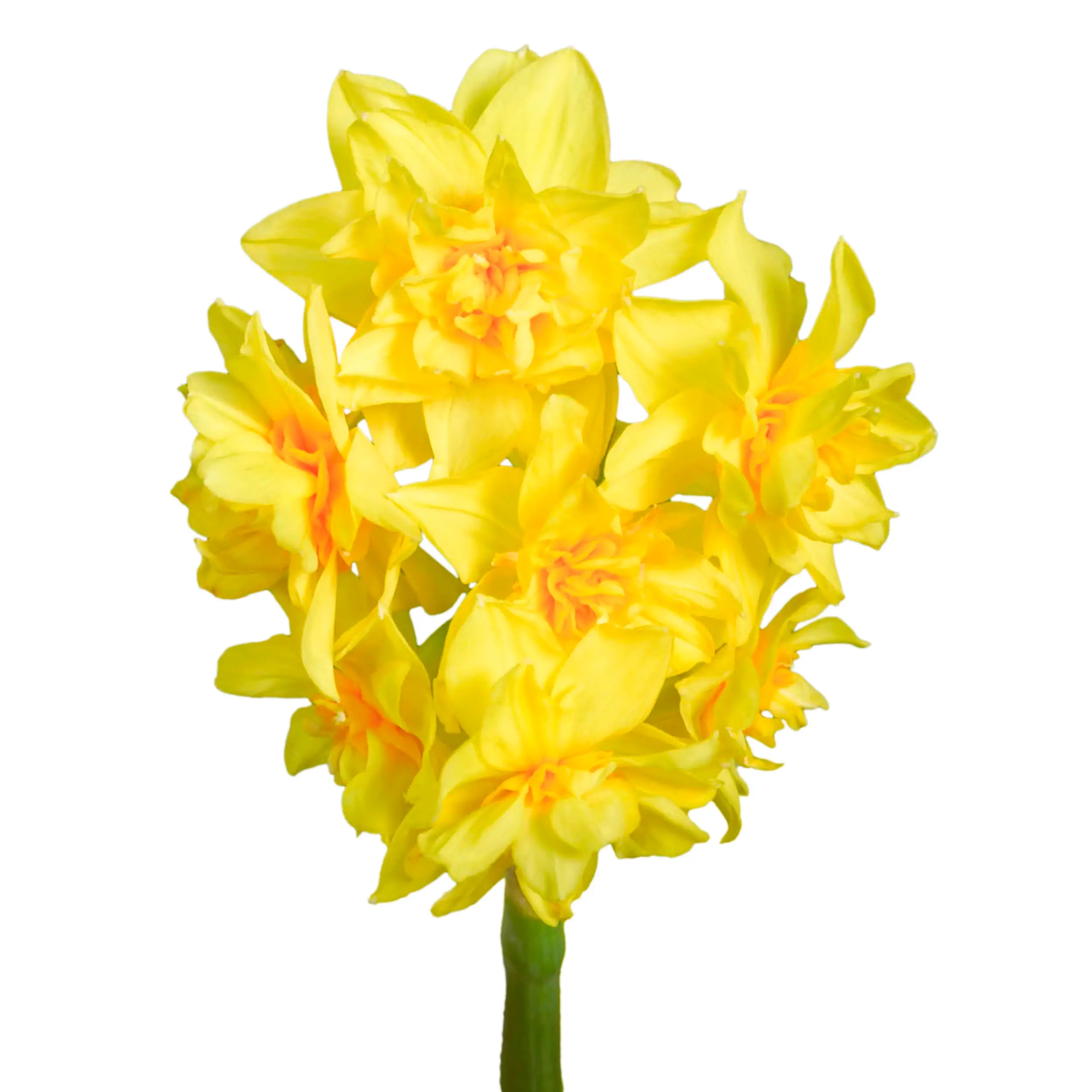 Daffodil 'Golden Rain' - yellow