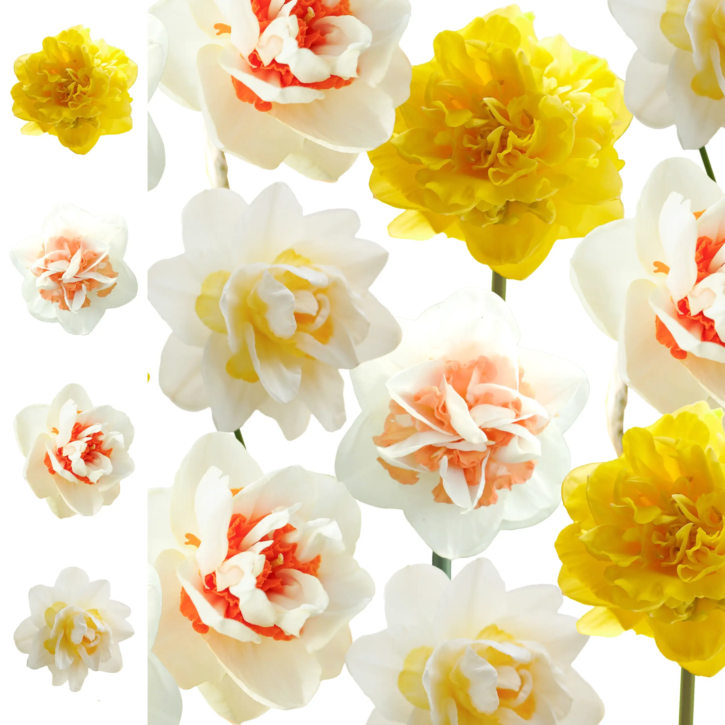 Daffodil - Collection - 'Spring Paradise' Farmers Choice set - 2026