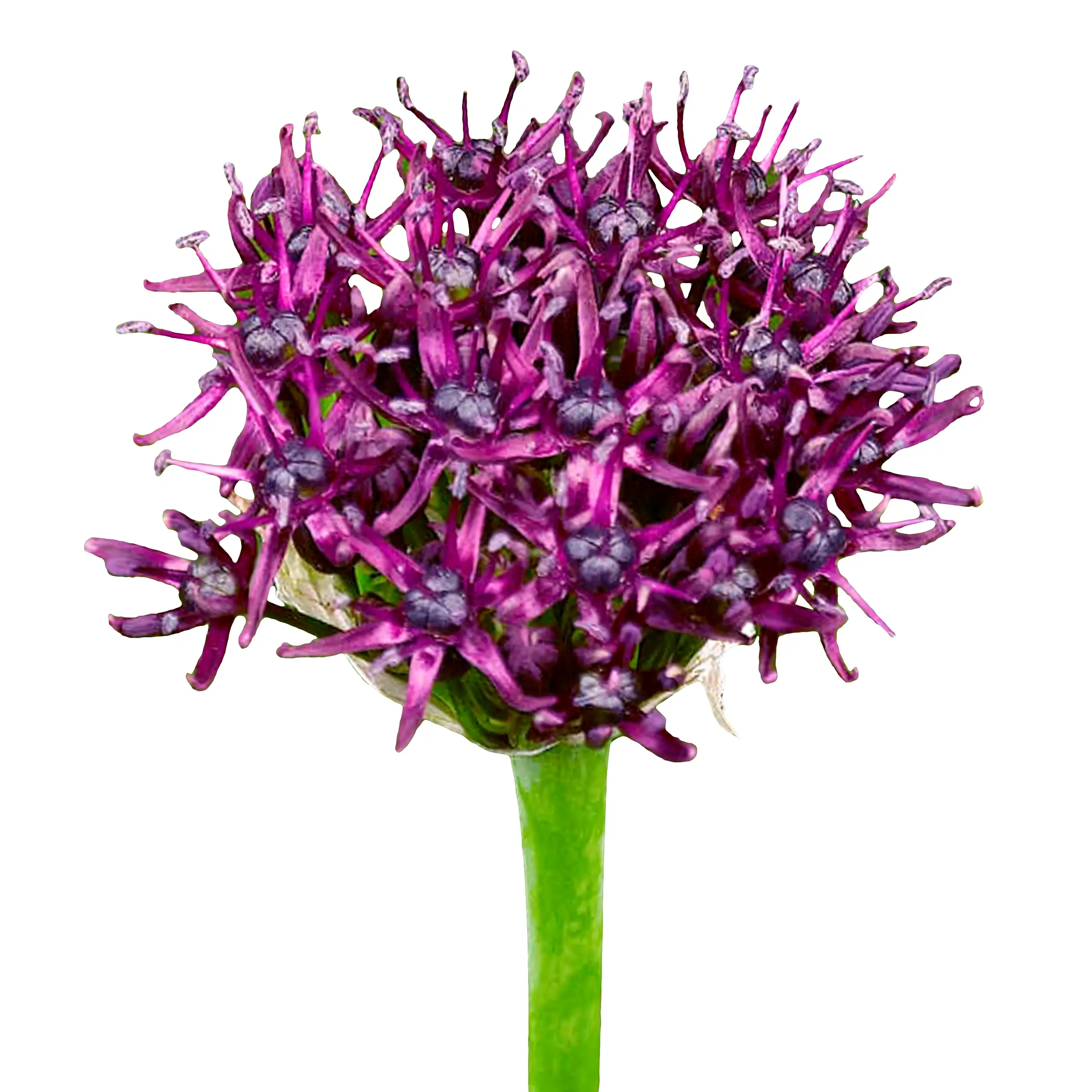 Allium 'Atropurpureum' - purple