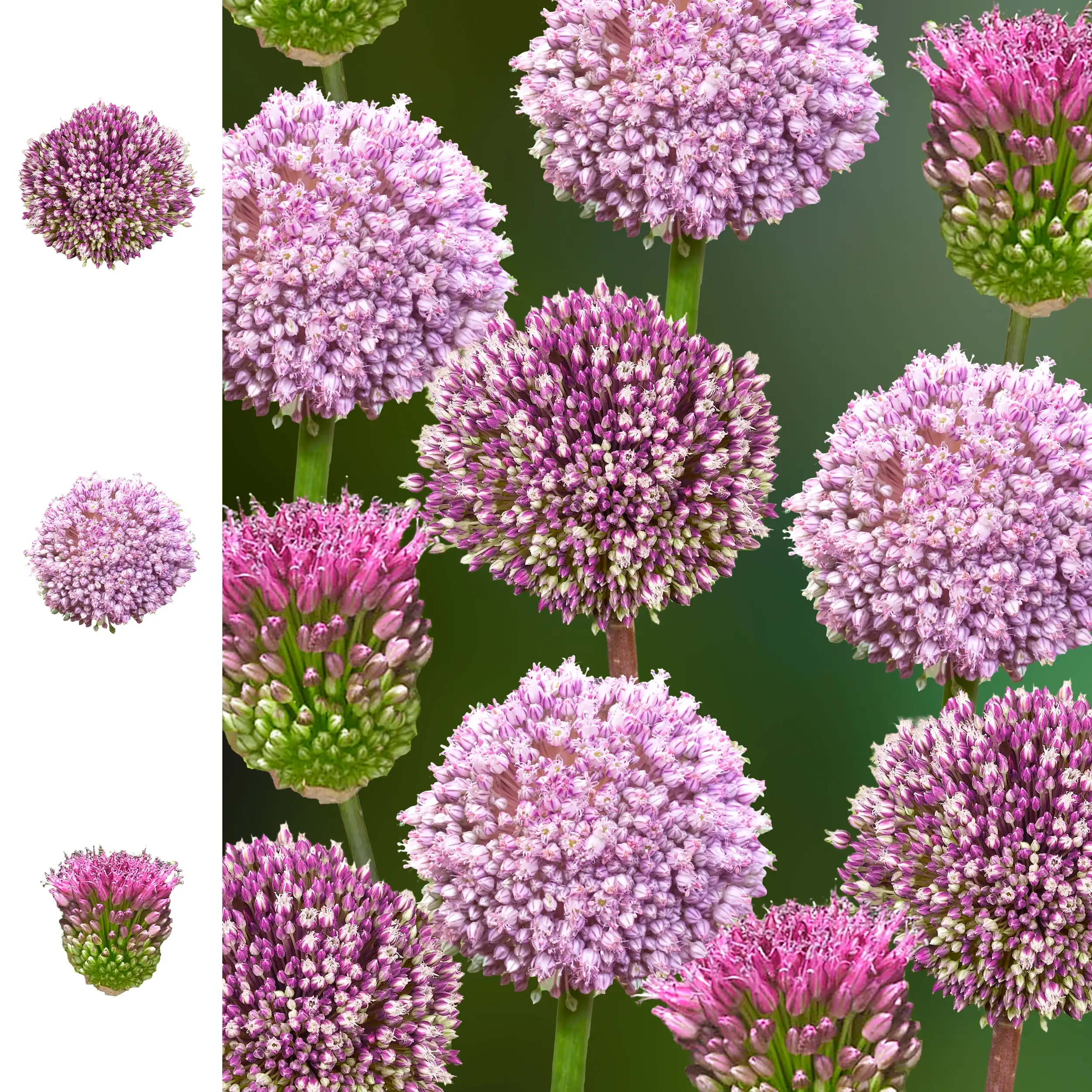 Allium set 'Evolution' - 2026