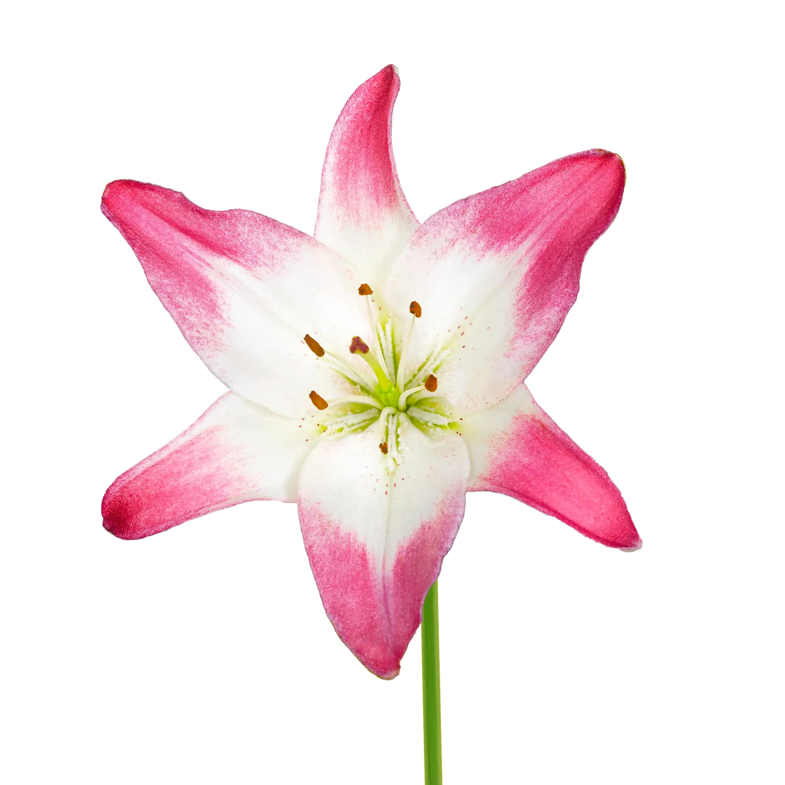 Lily 'Levi' - white with pink