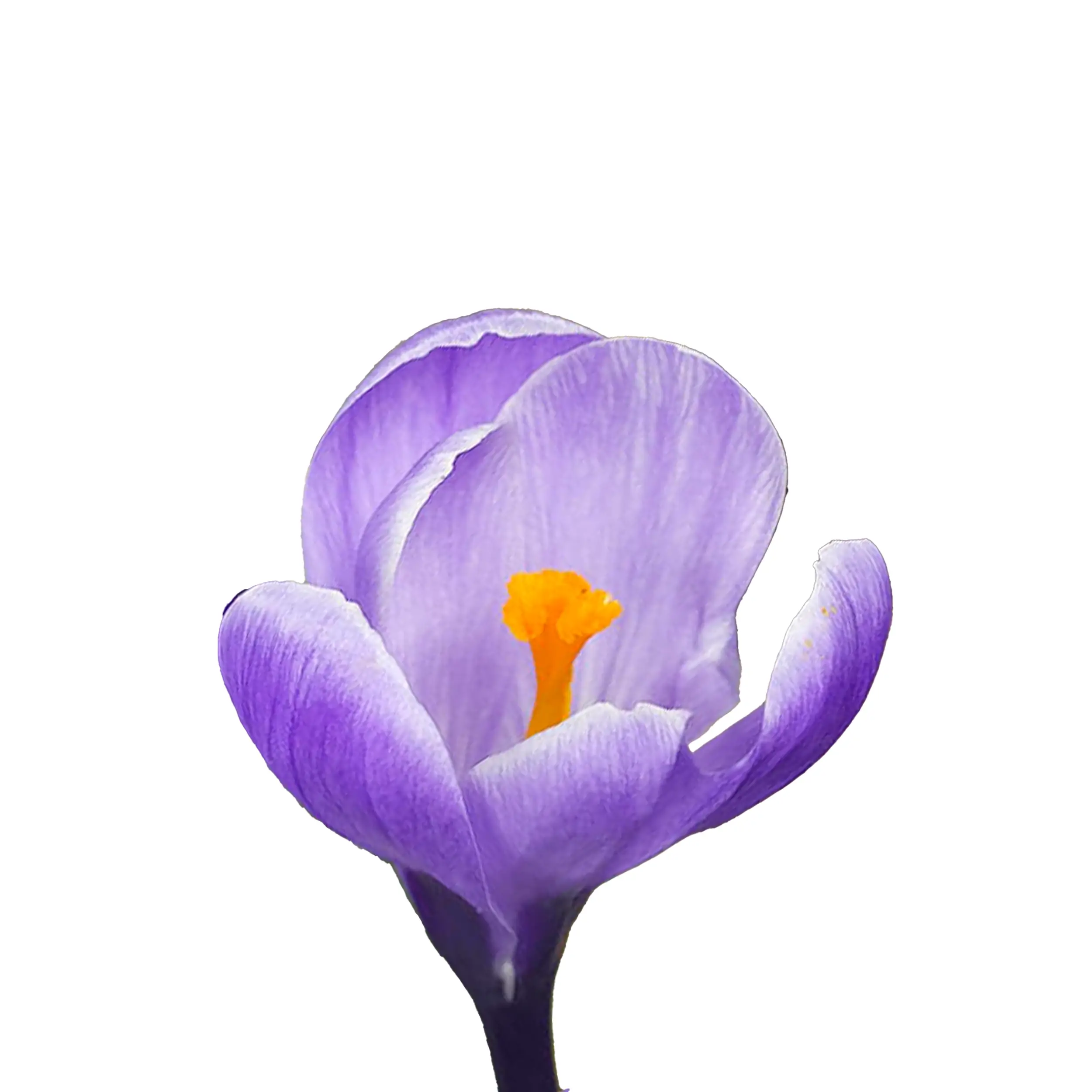 Crocus 'Grand Maitre' - purple