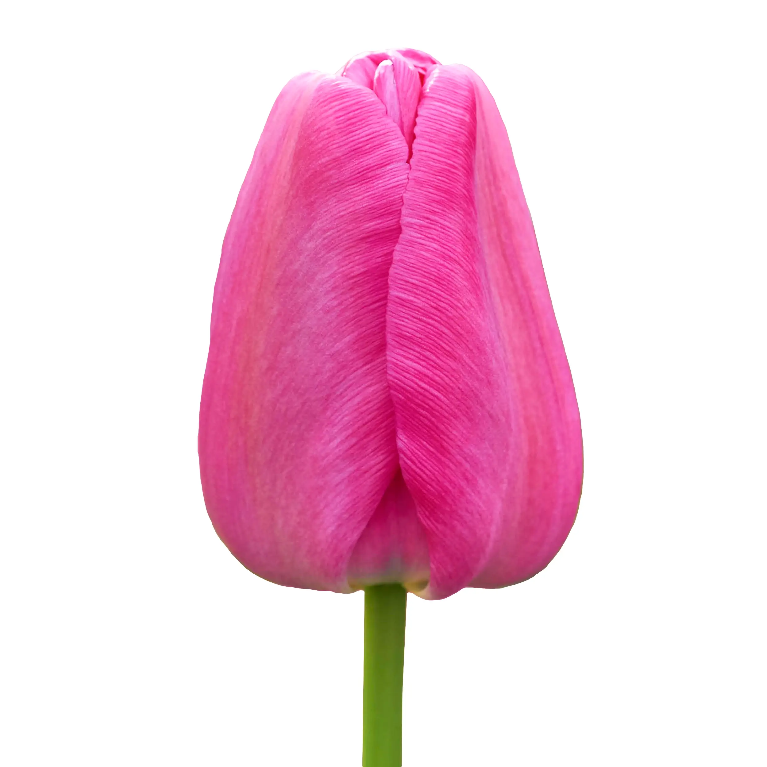 Tulip 'Purple Pride' - purple