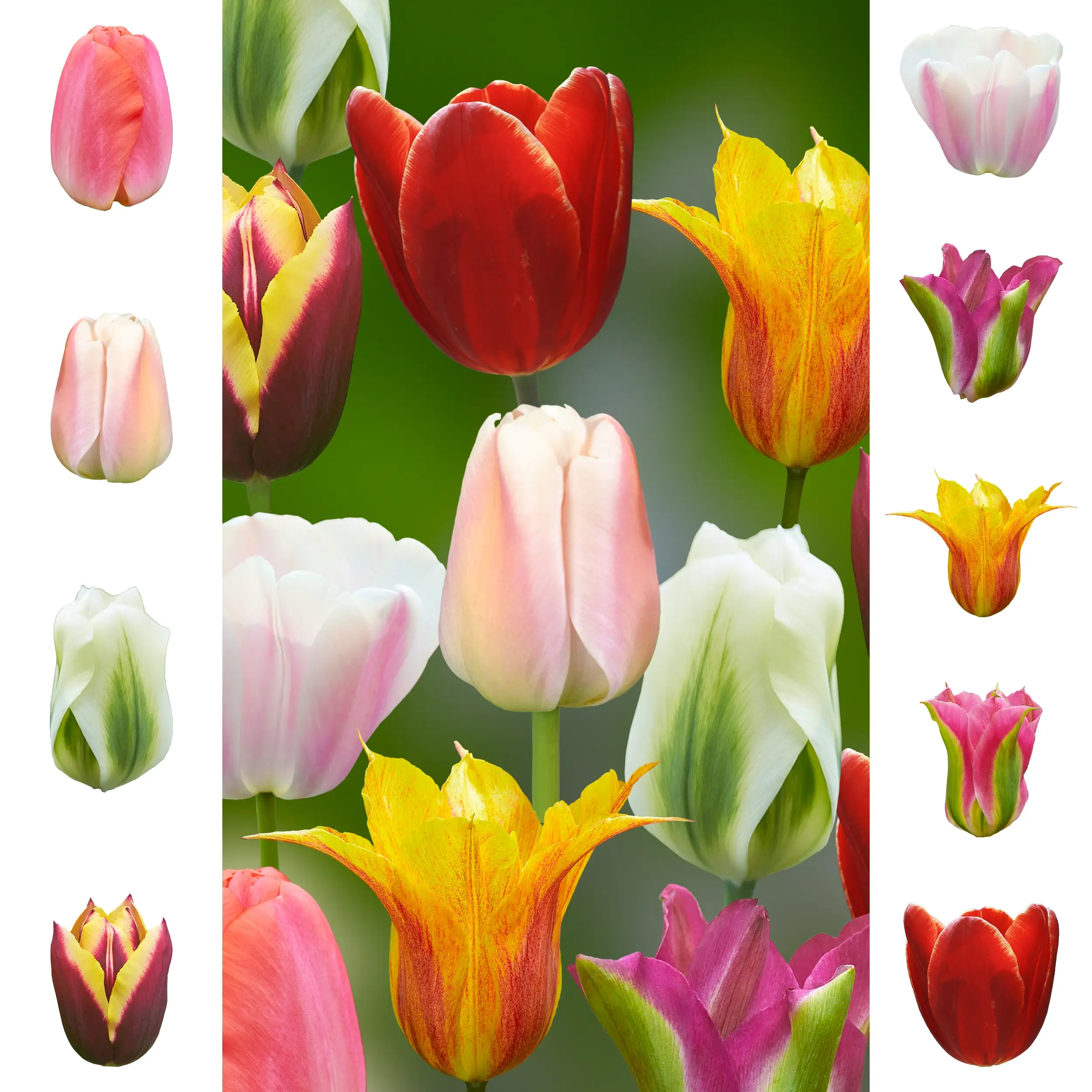 Tulip set - Collection - 'Essentials' Farmers Choice set - 2026