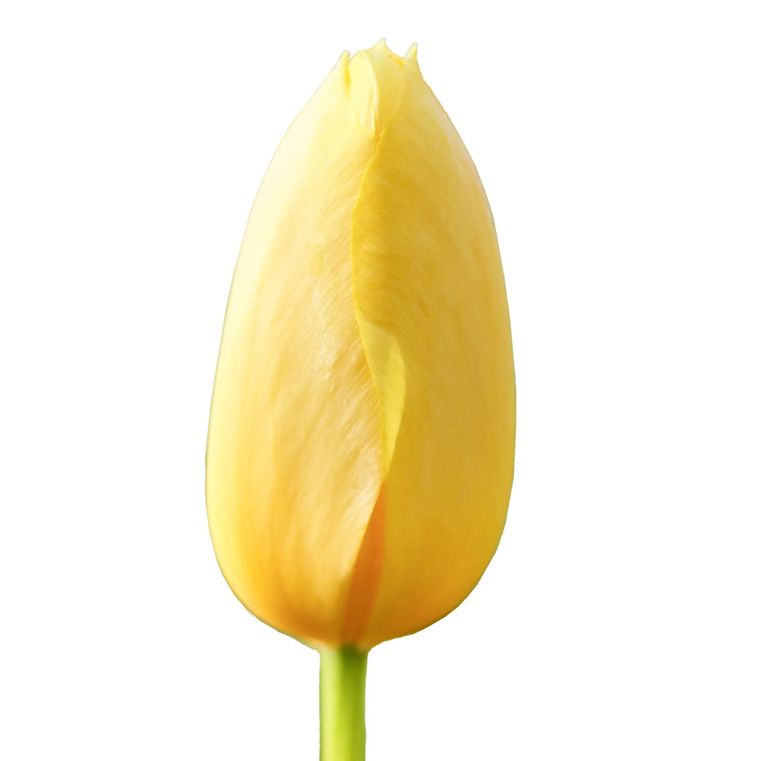 Tulip 'Big Smile' - yellow
