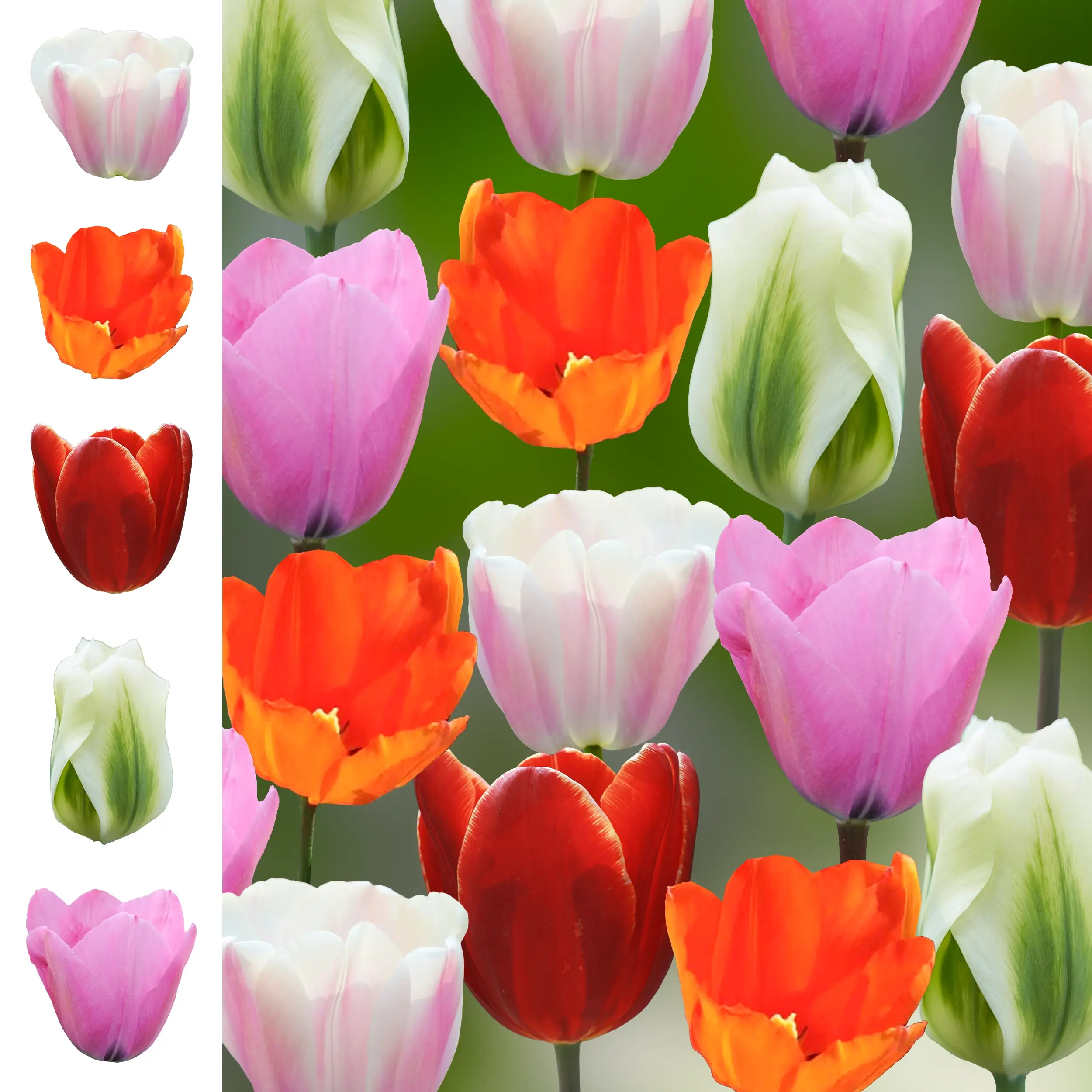 Tulip set 'The Classics' - 2026