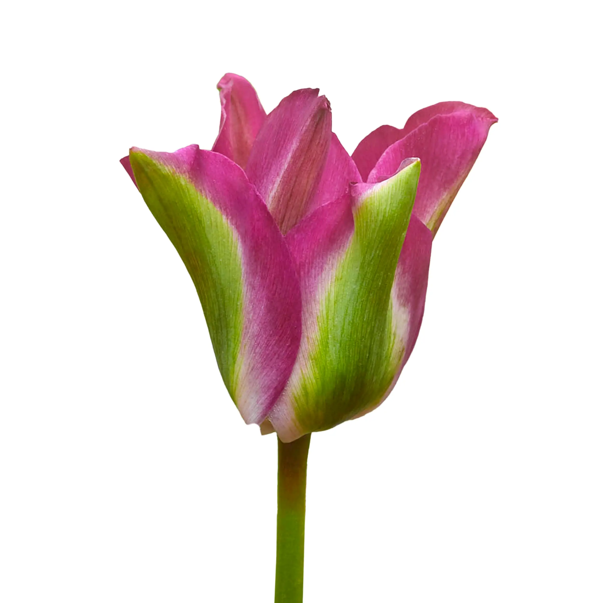 Tulip 'Green Love' - red with groen