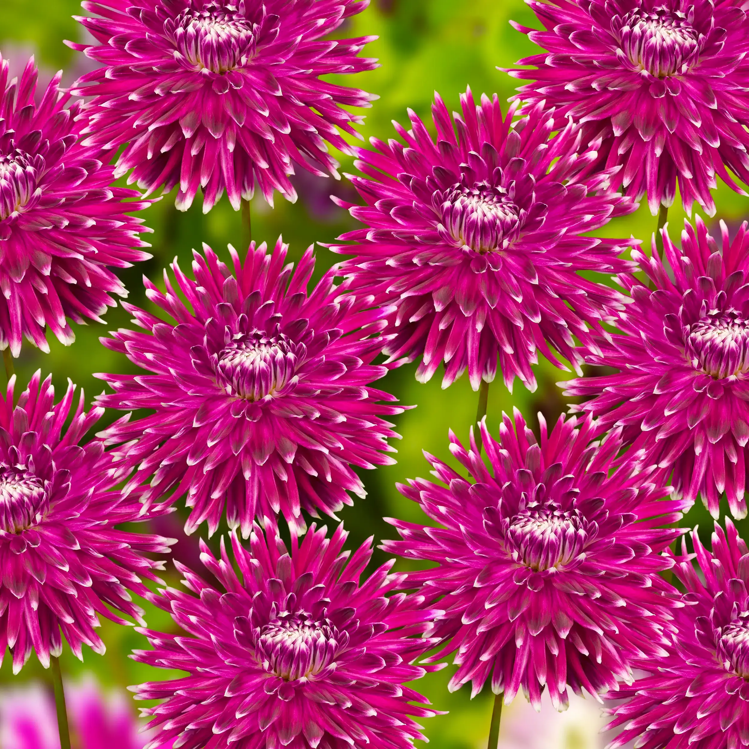Amazing Purple Paars Chrysanthemum Bouquet