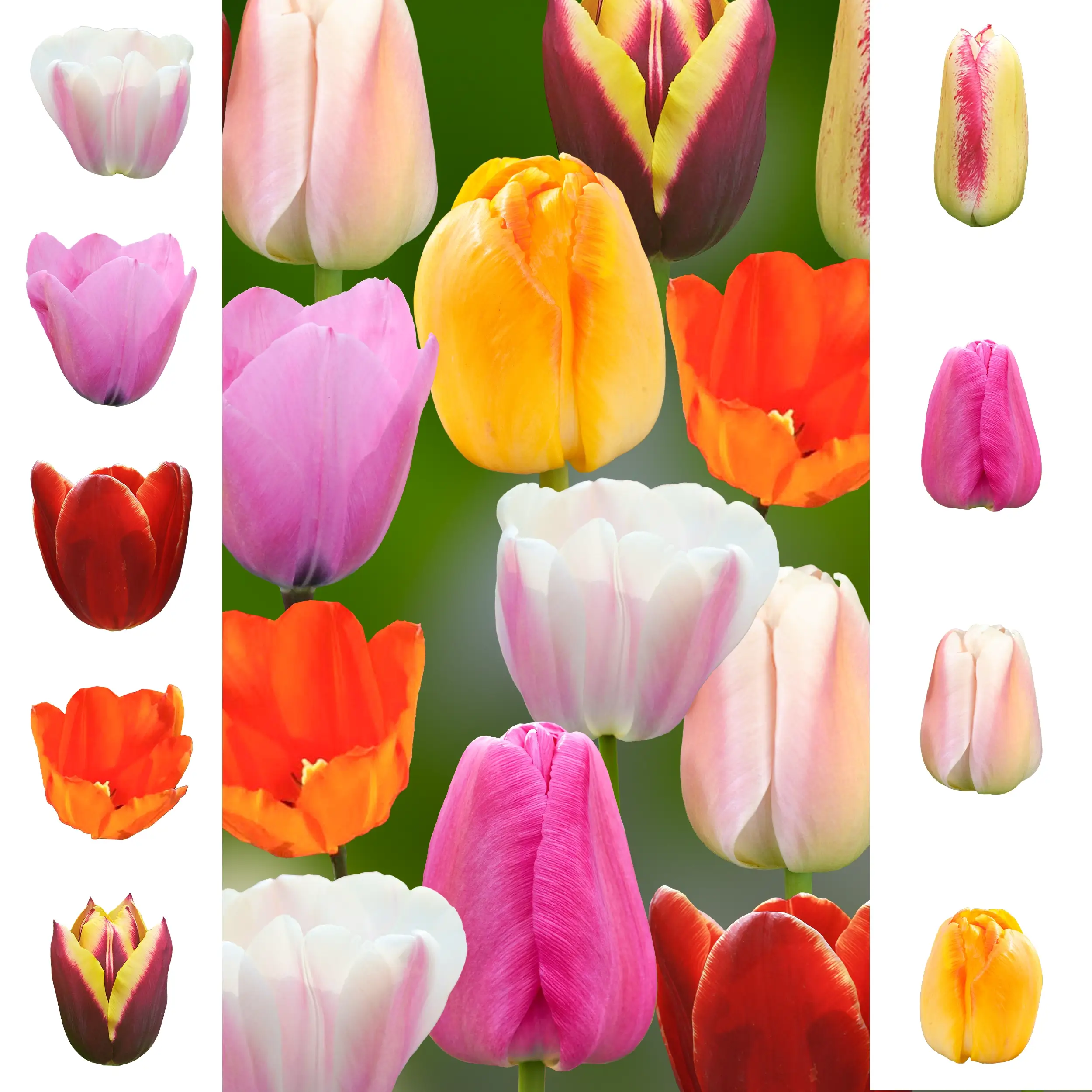Tulip set - Collection - 'Rainbow' Farmers Choice set - 2026
