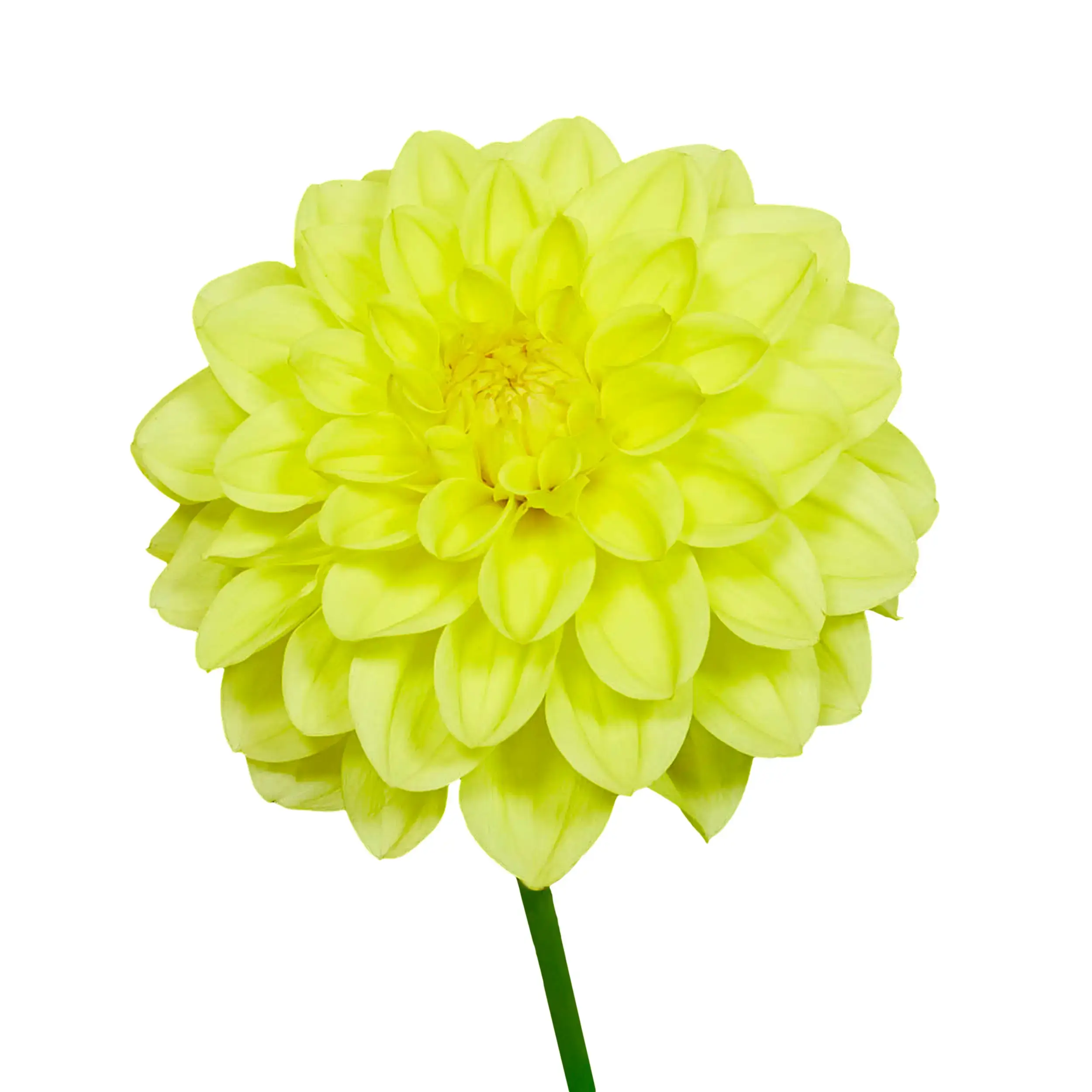 Dahlia 'Sisa' - Gelb