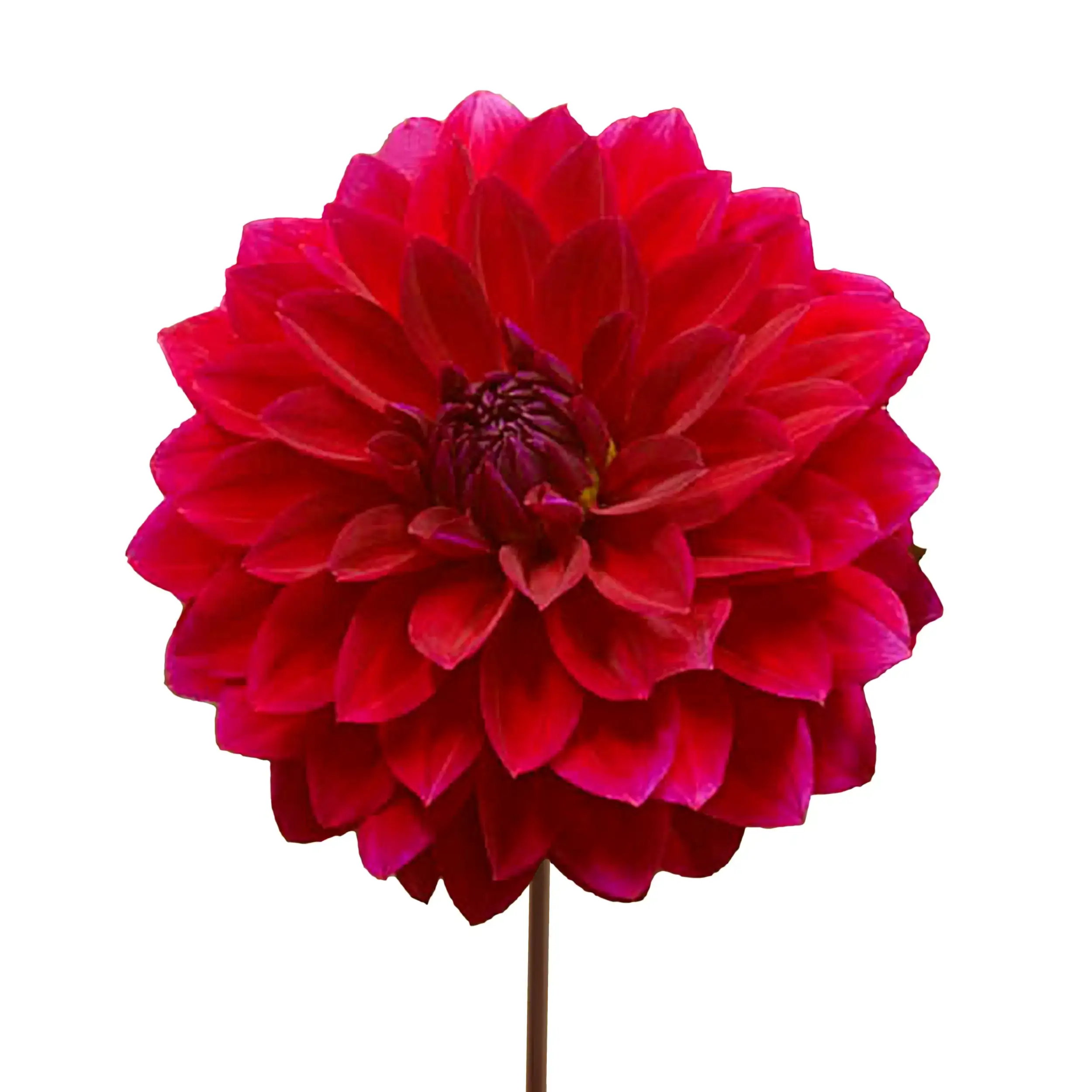 Dahlia 'Menorca' - red with purple