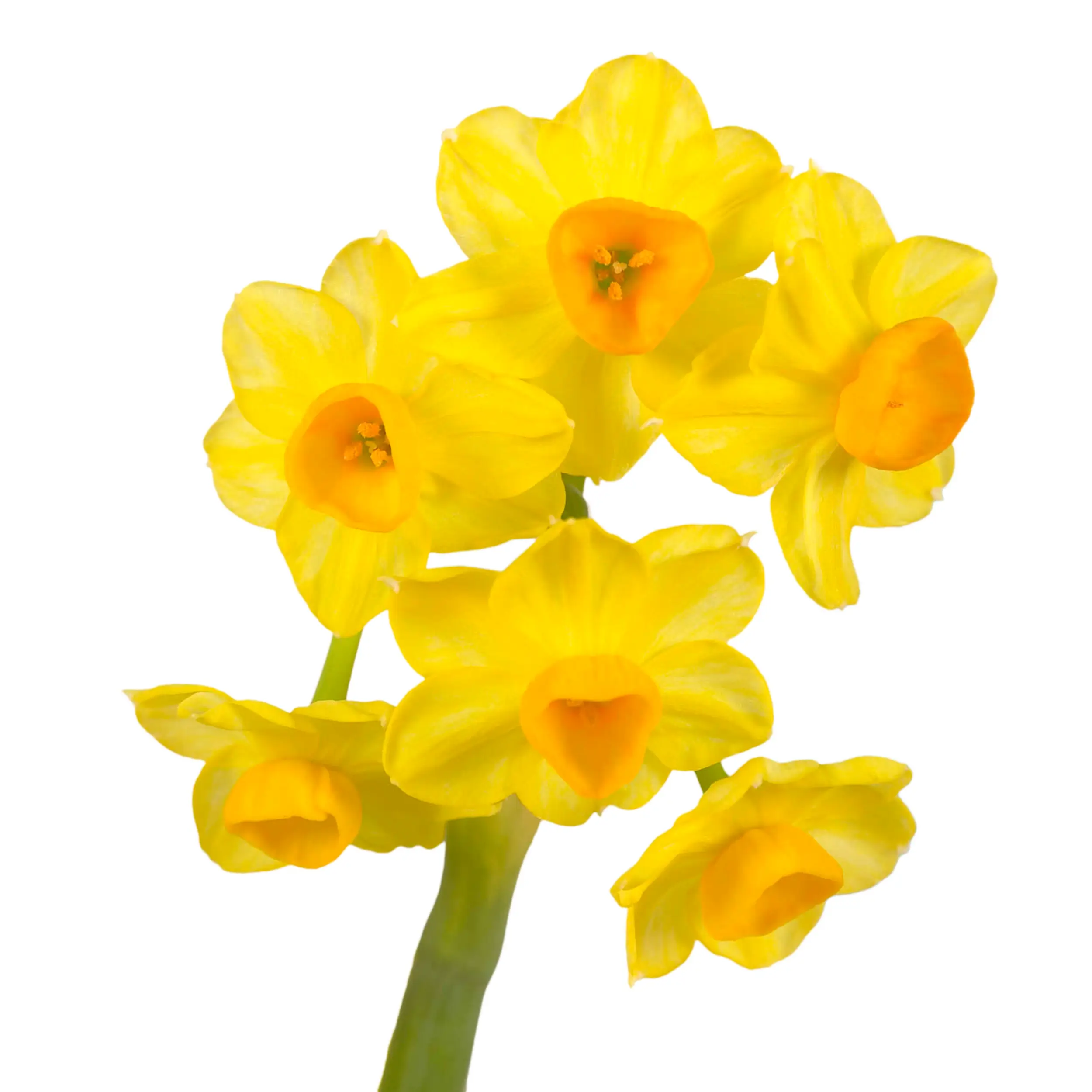 Daffodil 'Grand Soleil d'Or' - yellow with orange