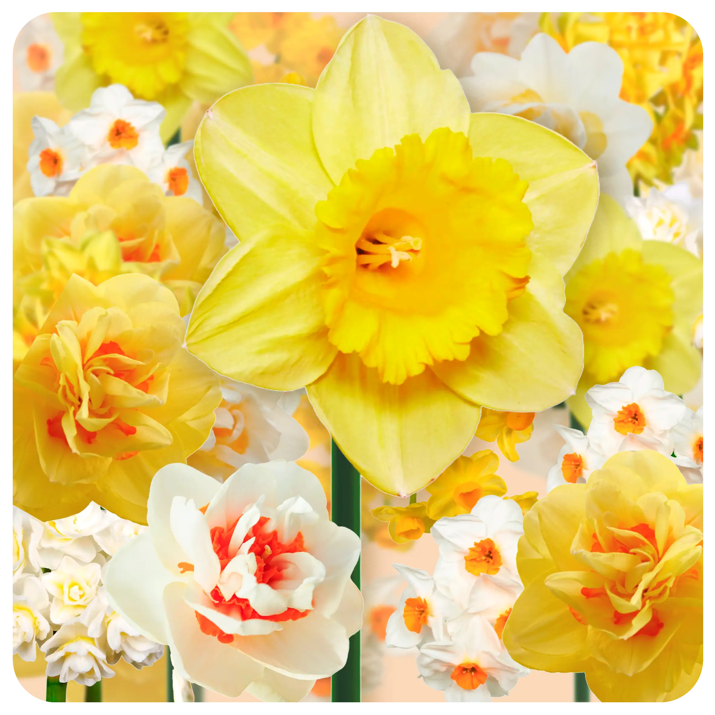Daffodil set - Favorites - Mystery set - 2026