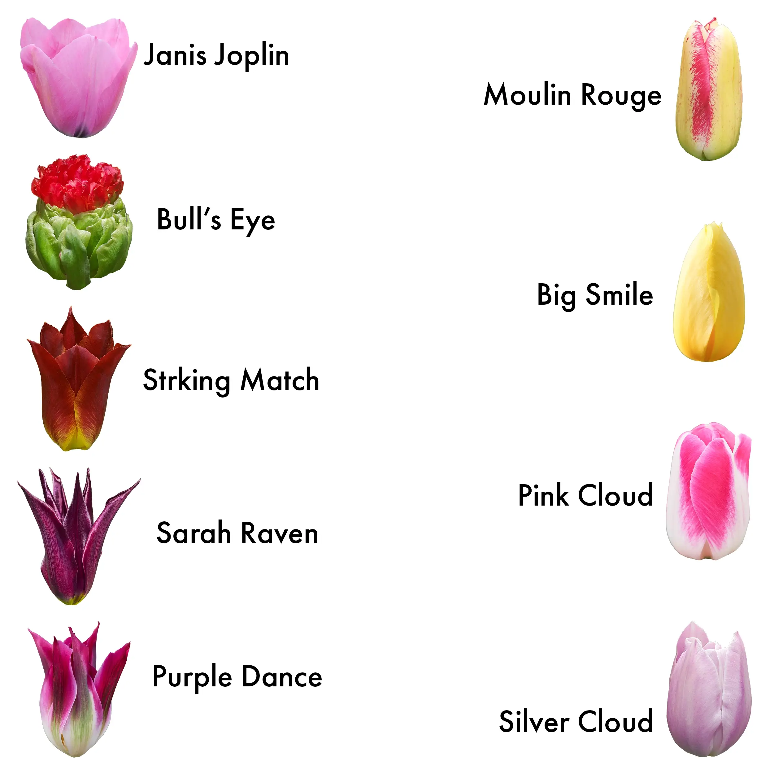 Vrolijke tulpen gemengd | Bloemen Bezorgen Groningen Vrolijke tulpen gemengd | Bloemen Bezorgen Groningen