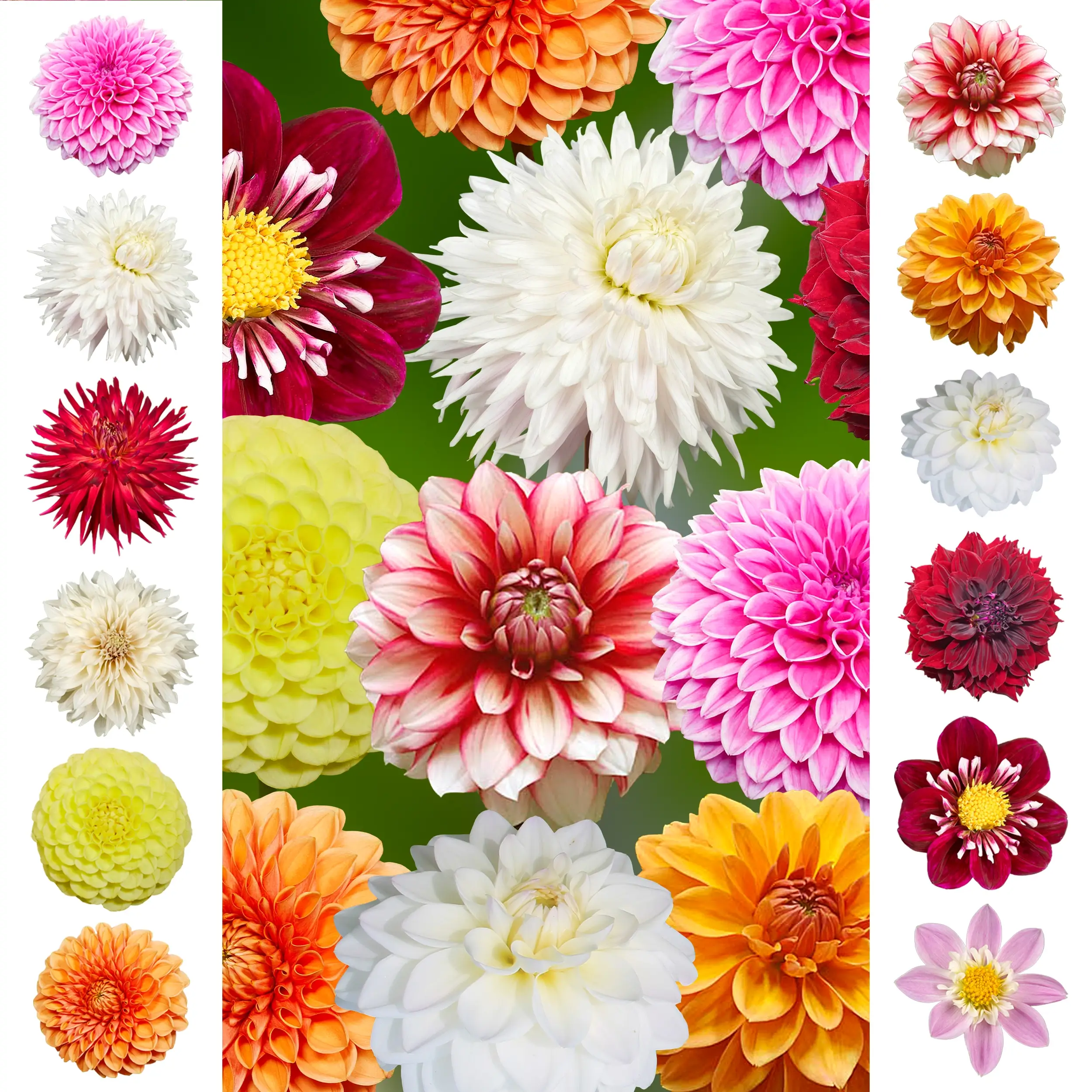 Dahlia - Collection - 'Rainbow' Farmers Choice set - 2025