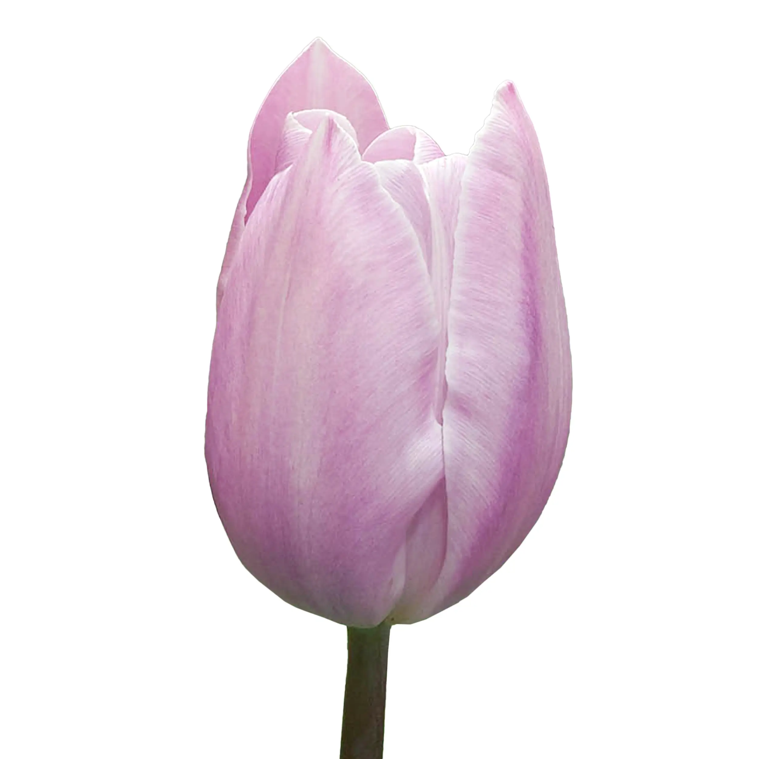 Tulip 'Silver Cloud' - white with pink