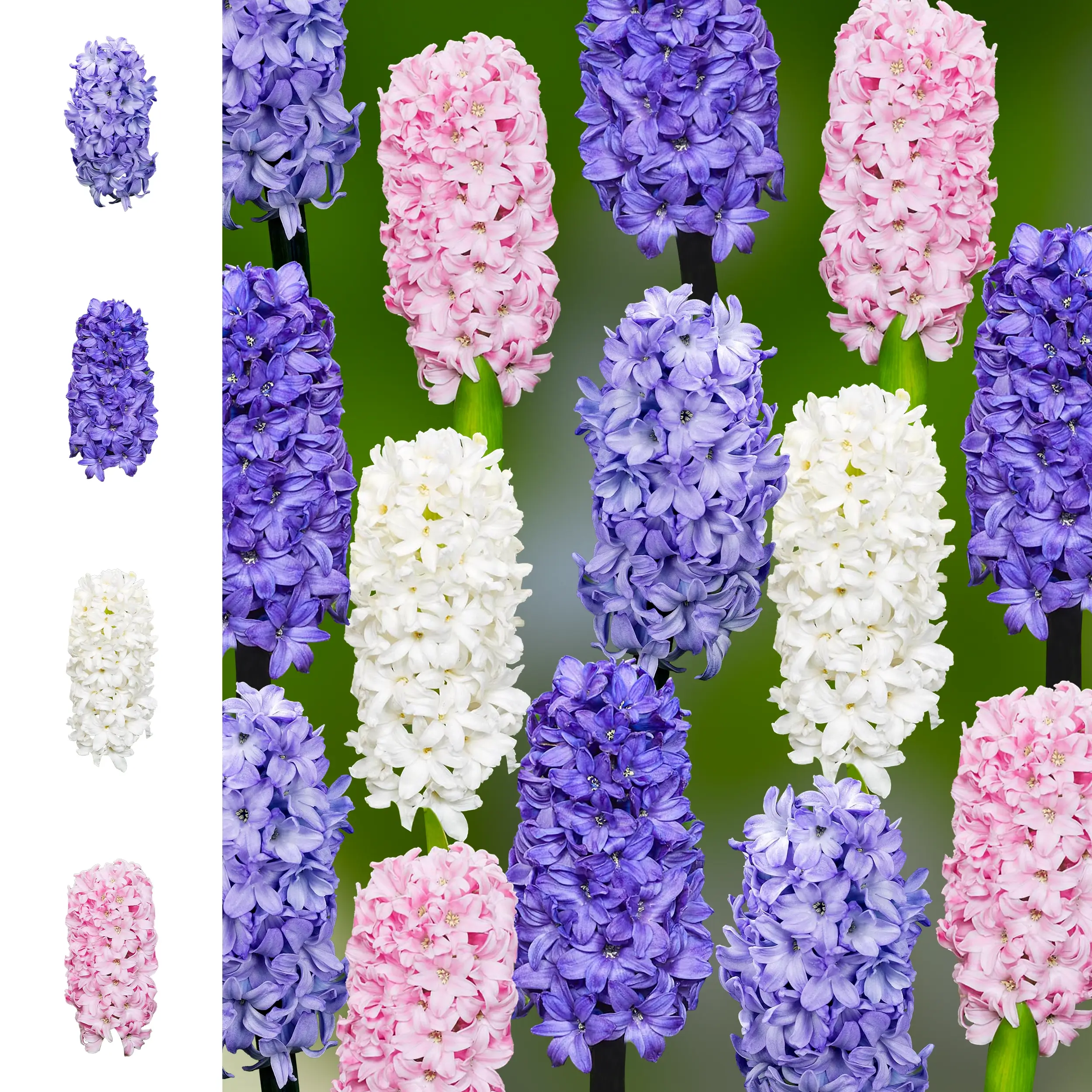 Hyacinth - Collection - 'Rainbow' Farmers Choice set - 2026