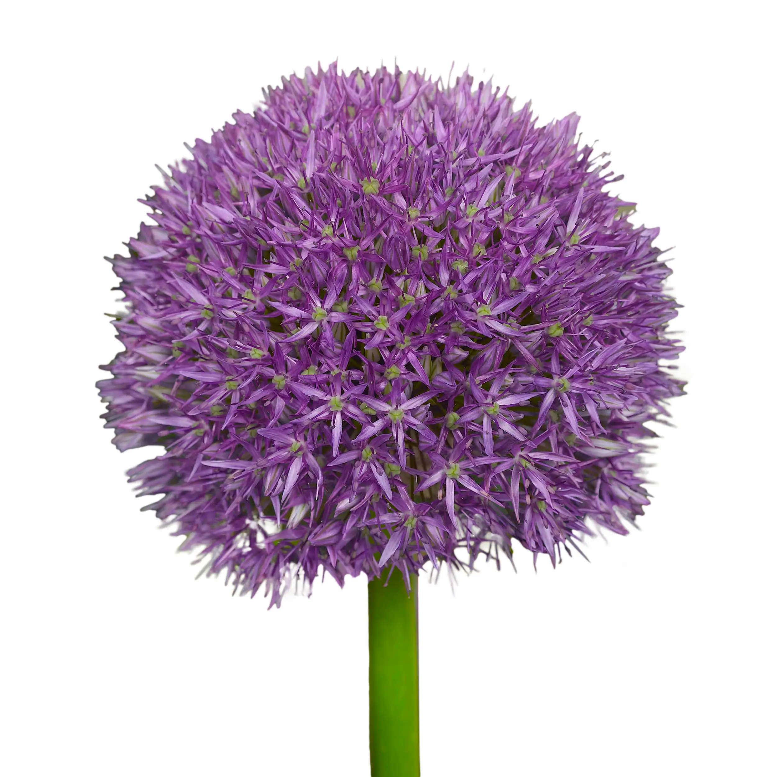 Allium 'Statos' - dark purple
