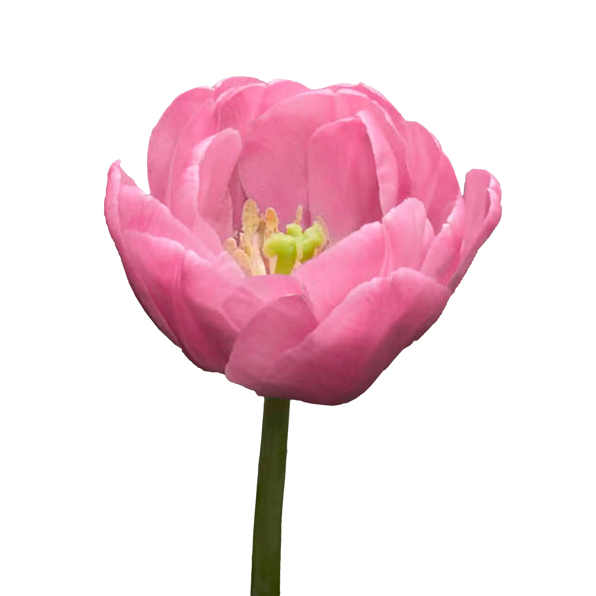 Tulip 'Tabledance' - pink