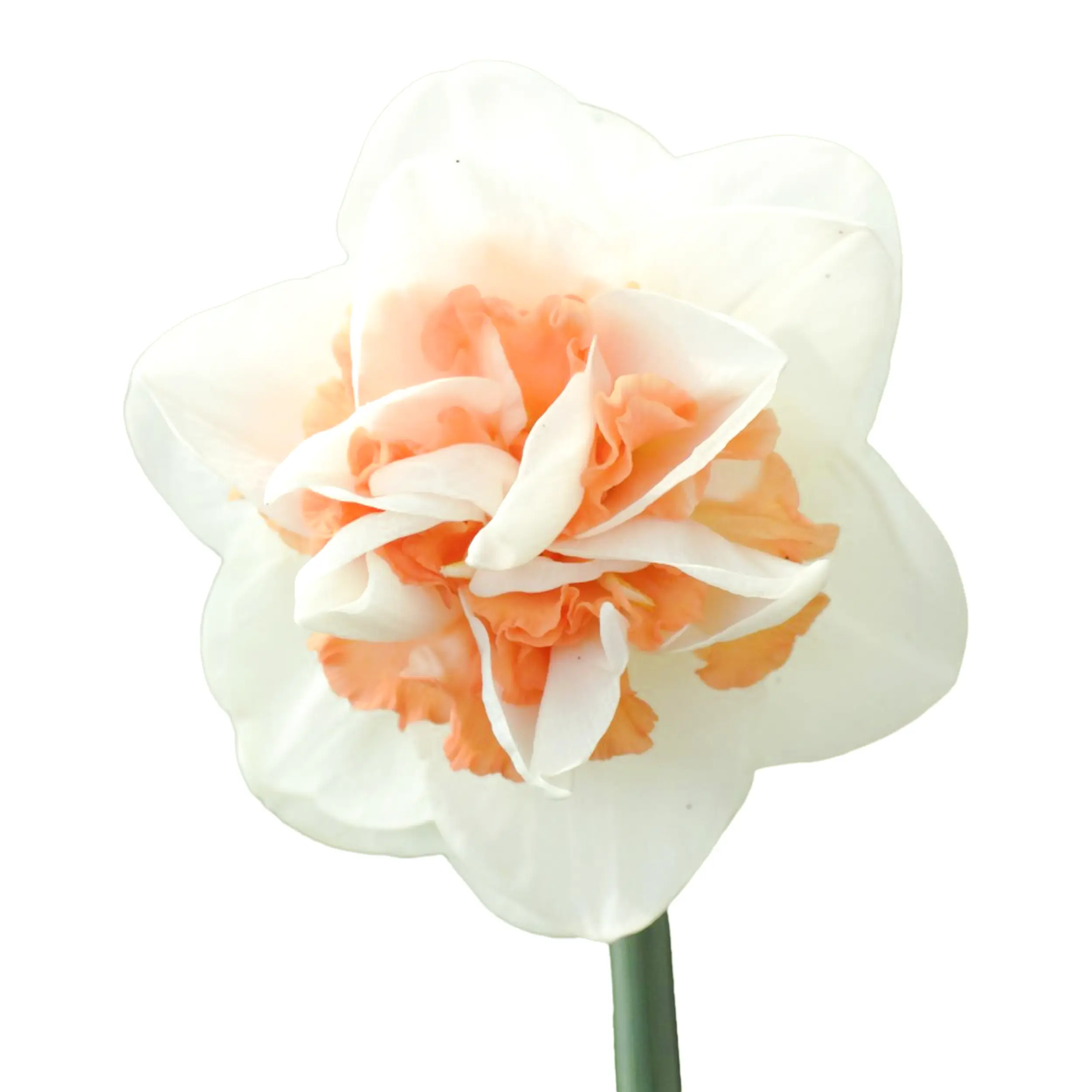 Daffodil 'Sweet Paradise' - white with pink