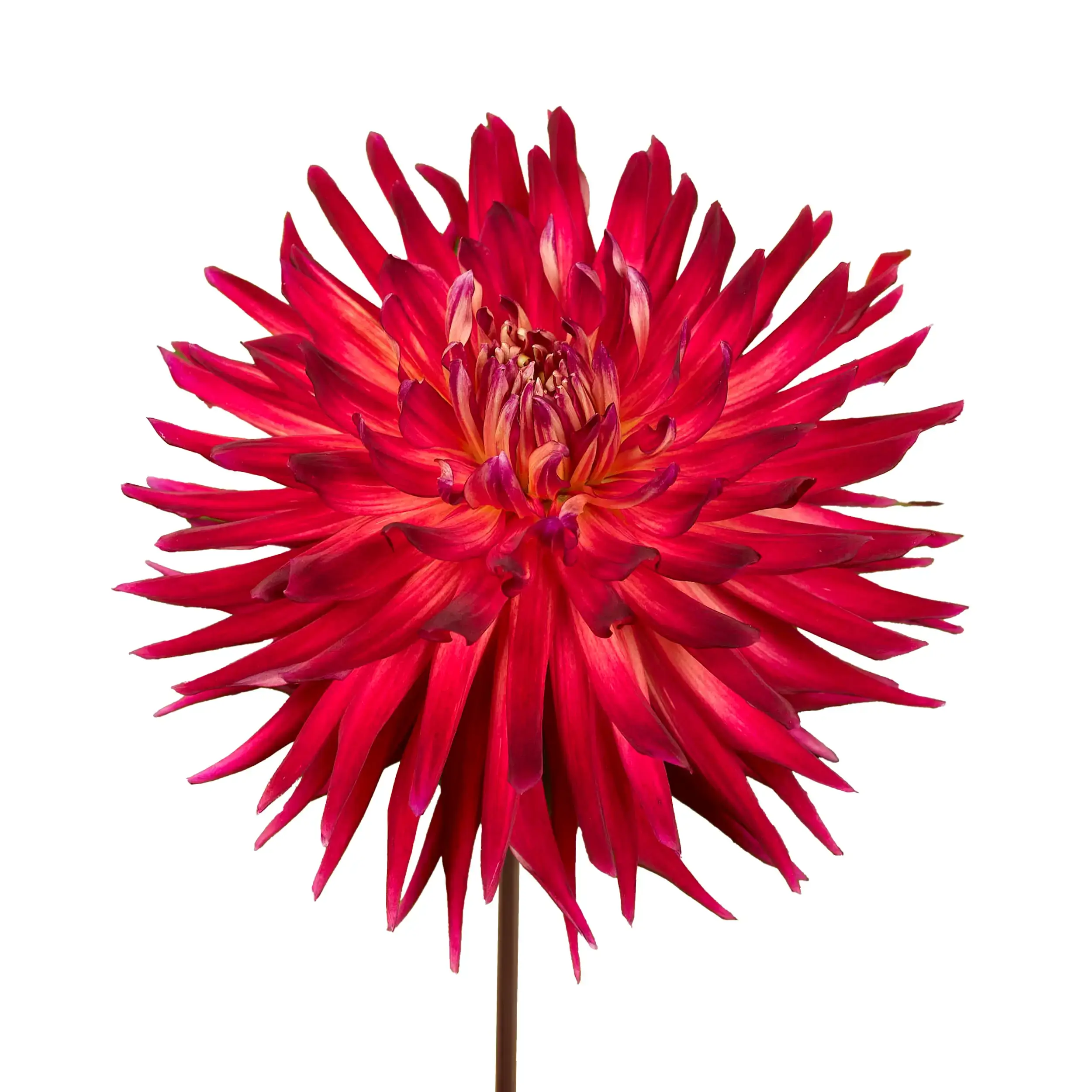 Dahlia 'Manhattan Island' - dark red