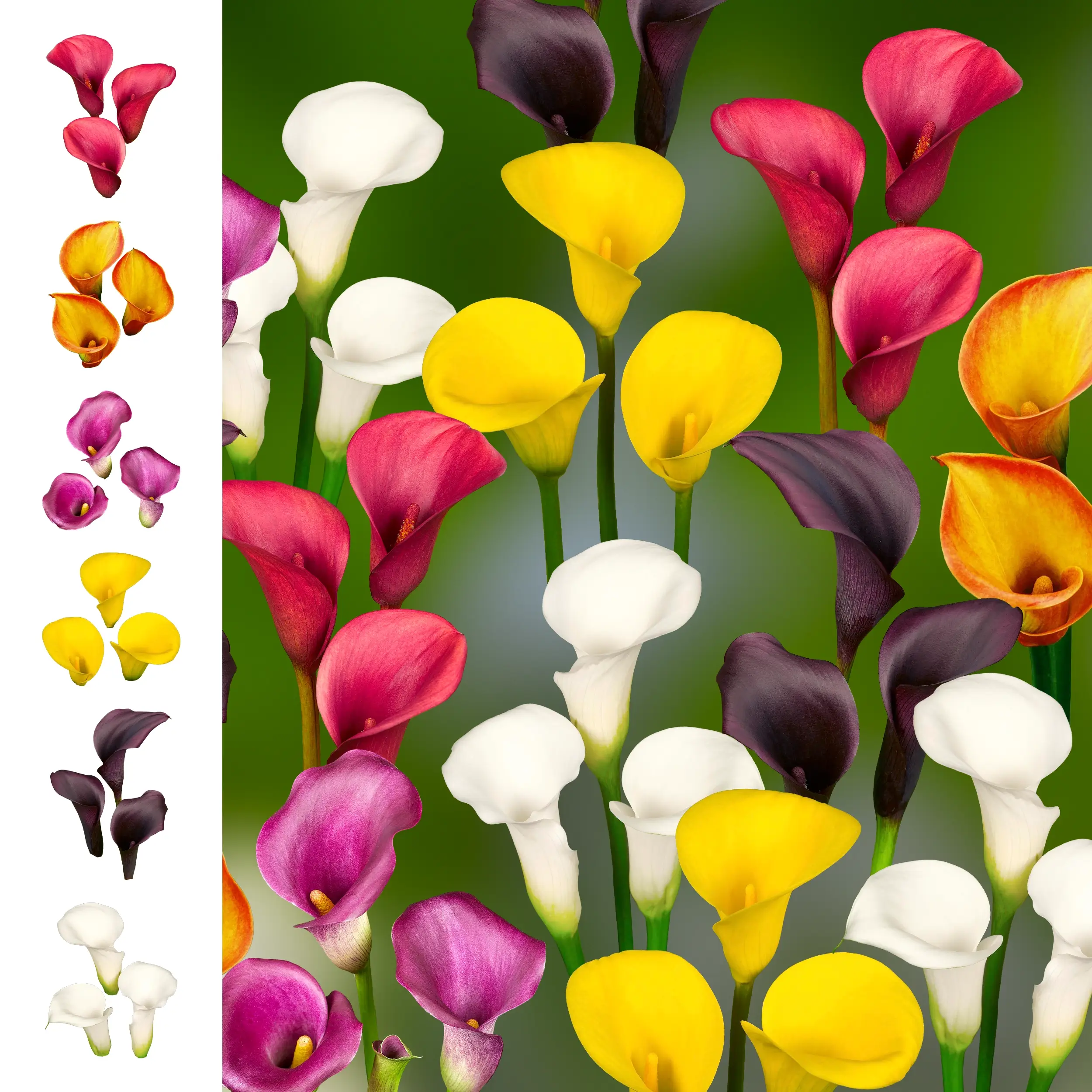Callas - Collection - 'Rainbow' Farmers Choice set - 2026