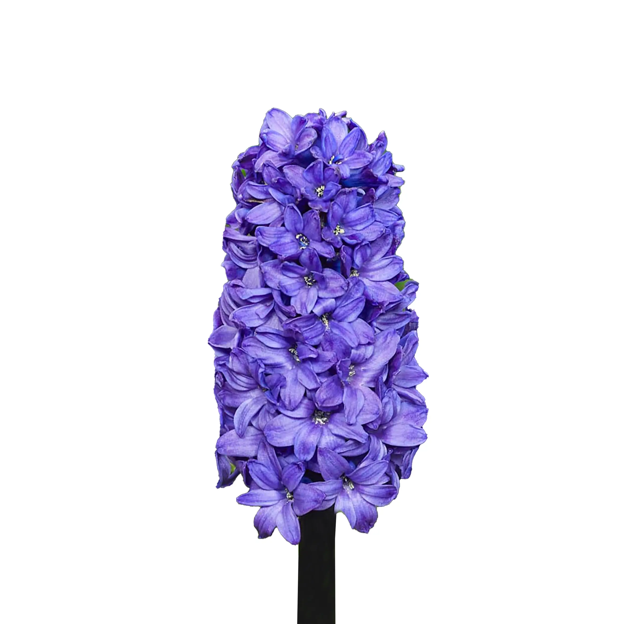 Hyacinth 'Blue Blush' - blue