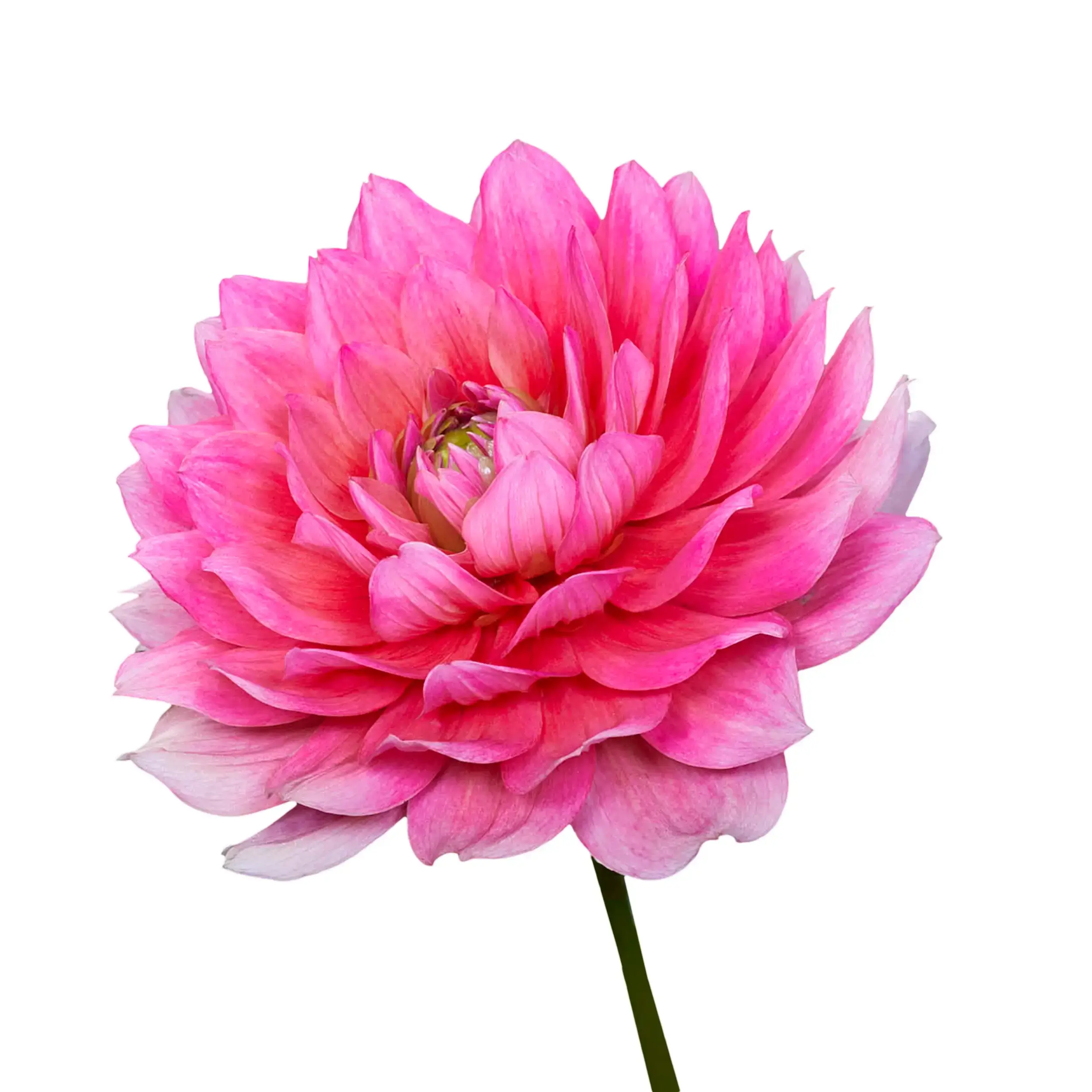 Dahlia 'Berliner Kleene' - pink