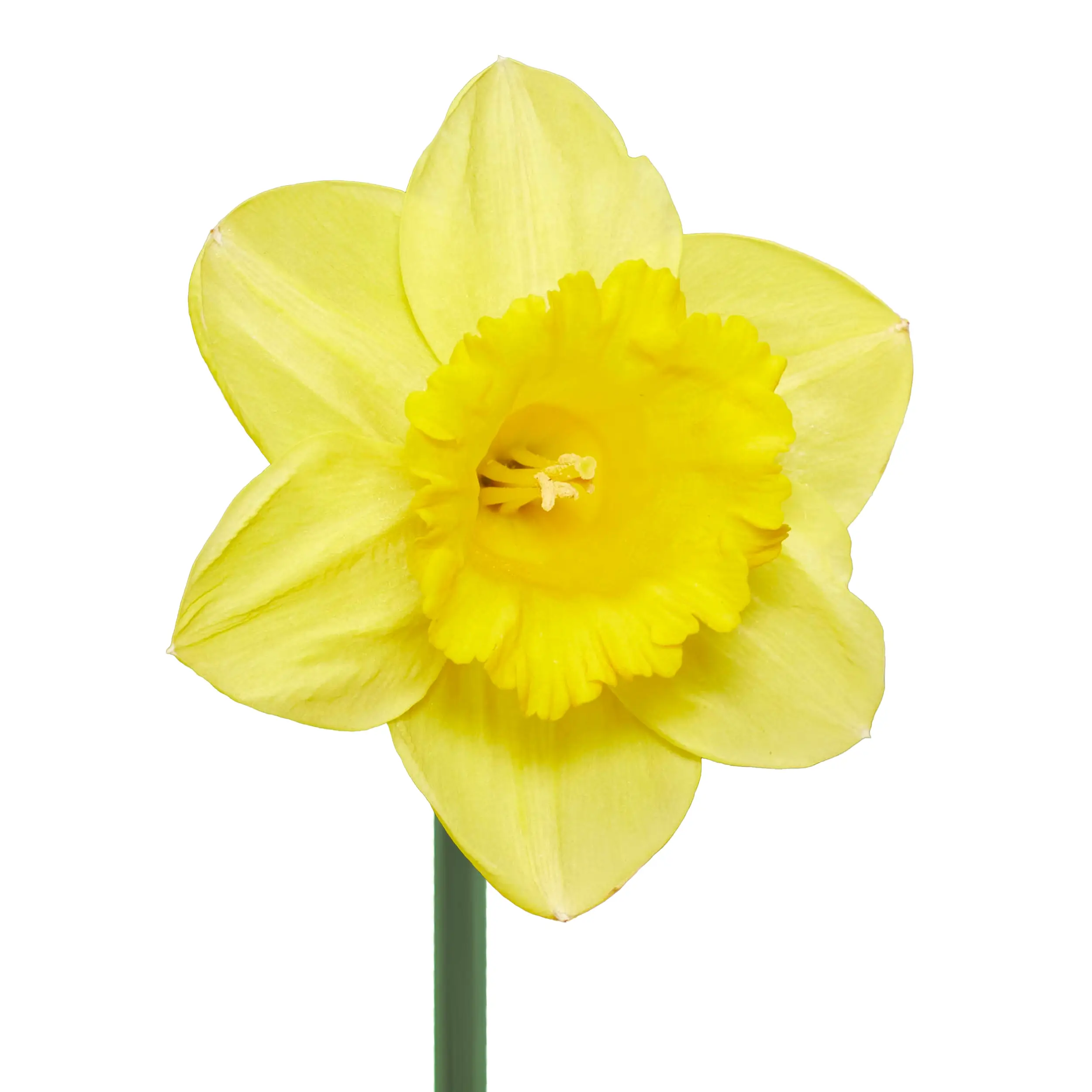 Daffodil 'Royal Dutch' - yellow