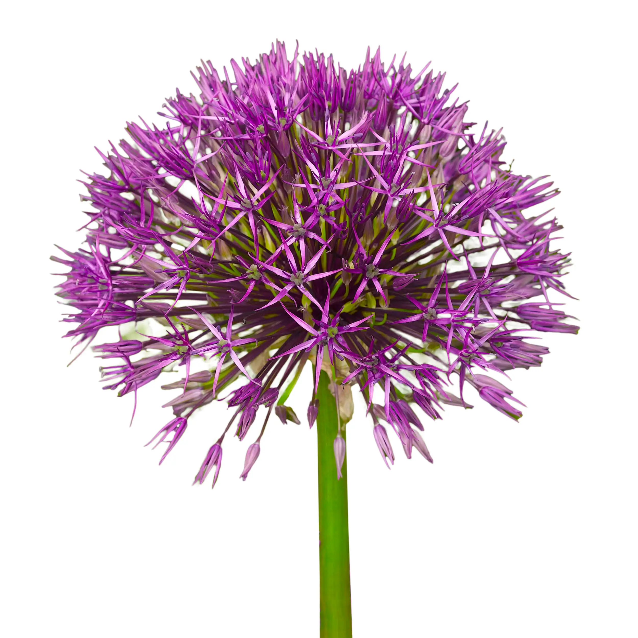 Allium 'Purple Rain' - purple