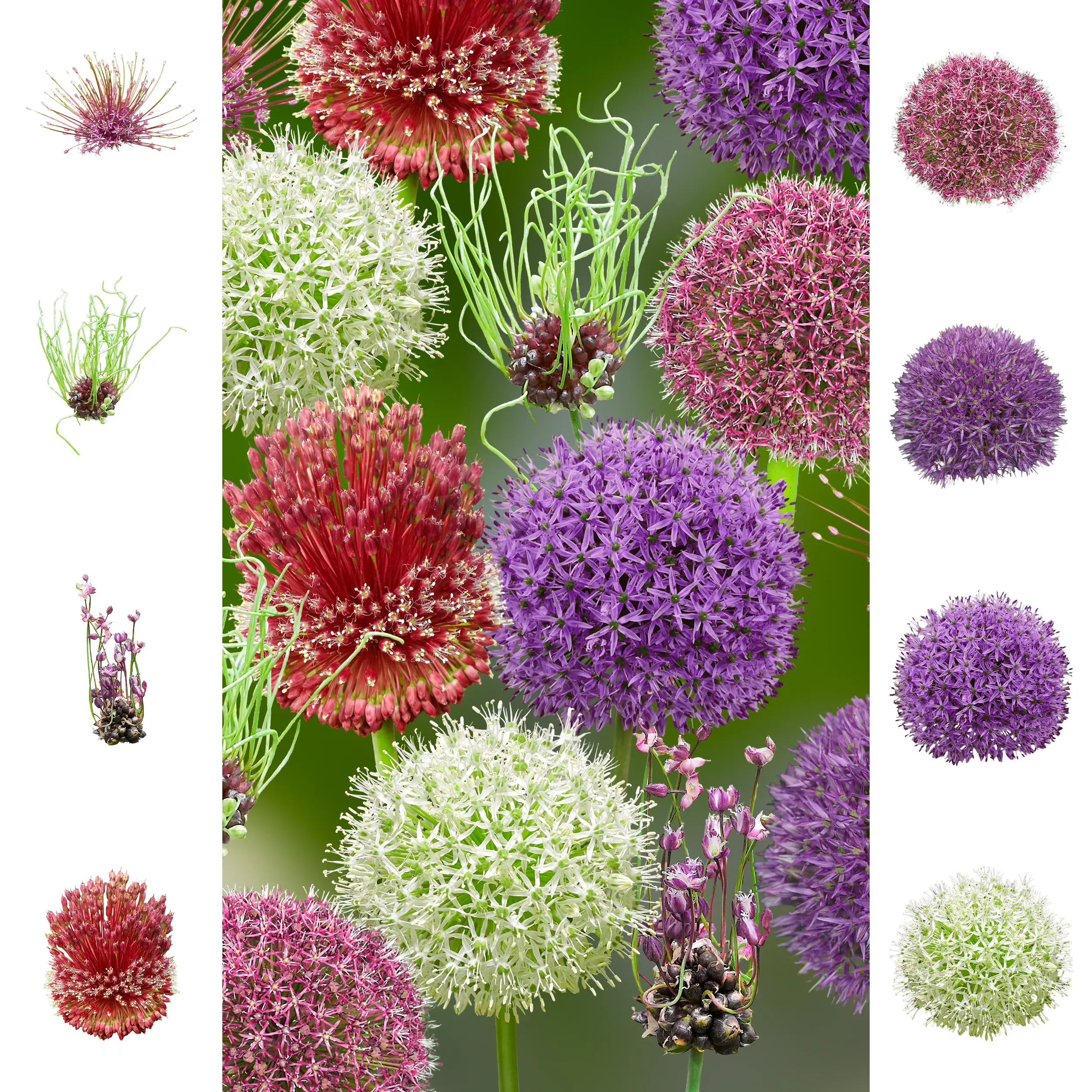 Allium - Collection - 'Rainbow' Farmer's Choice's set - 2026
