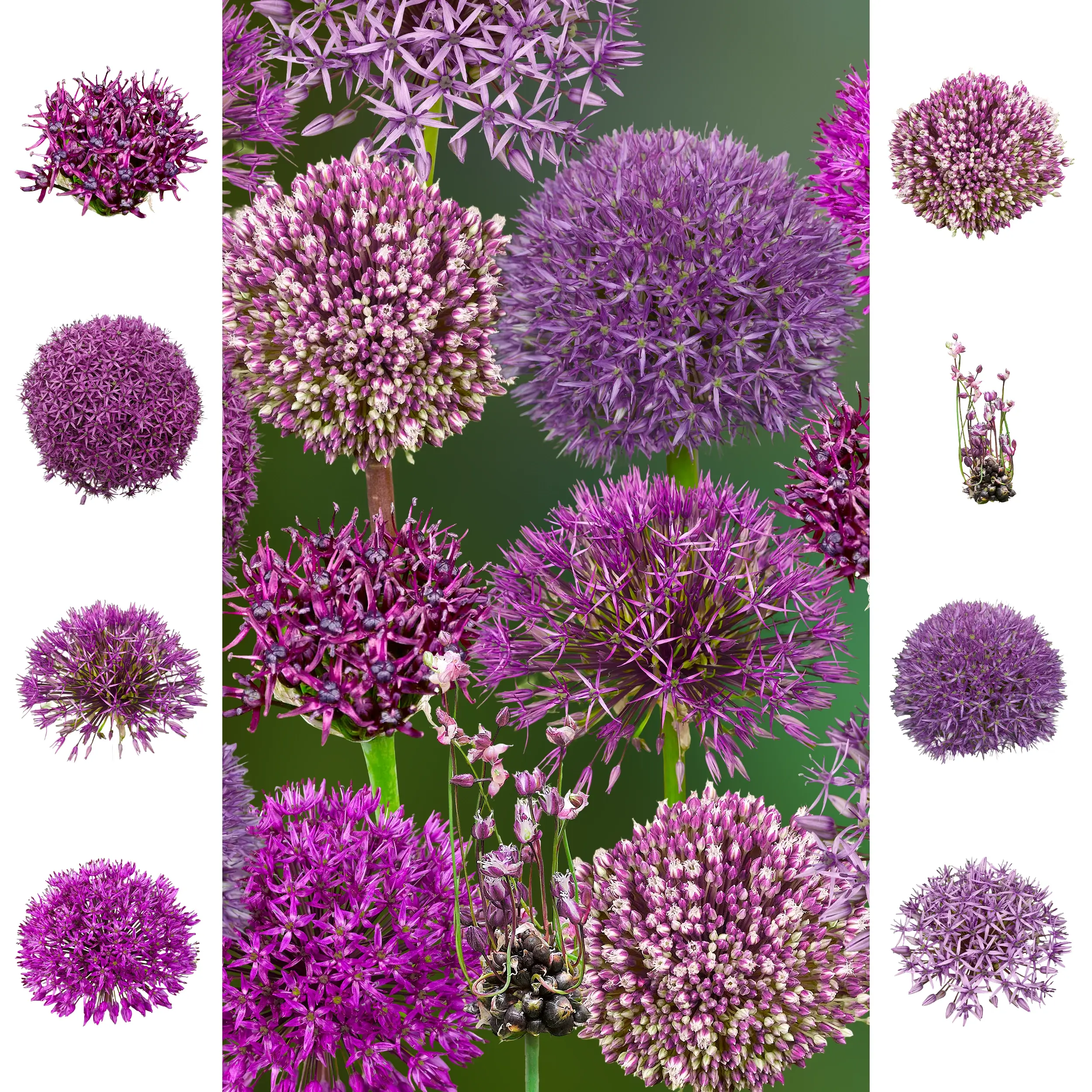 Allium set - Collection - 'Purple Performers' - 2026