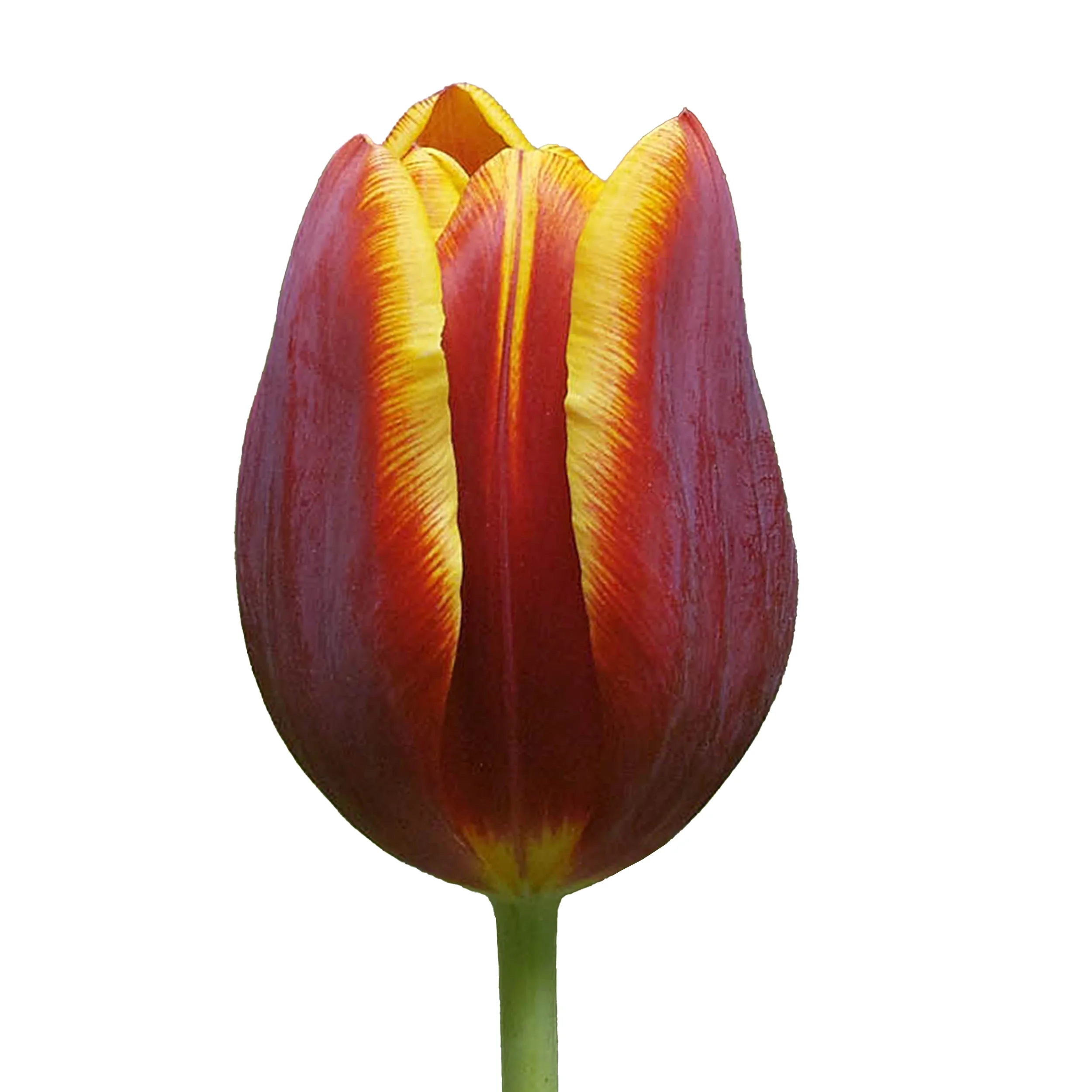 Tulip 'Devenish' - red with yellow