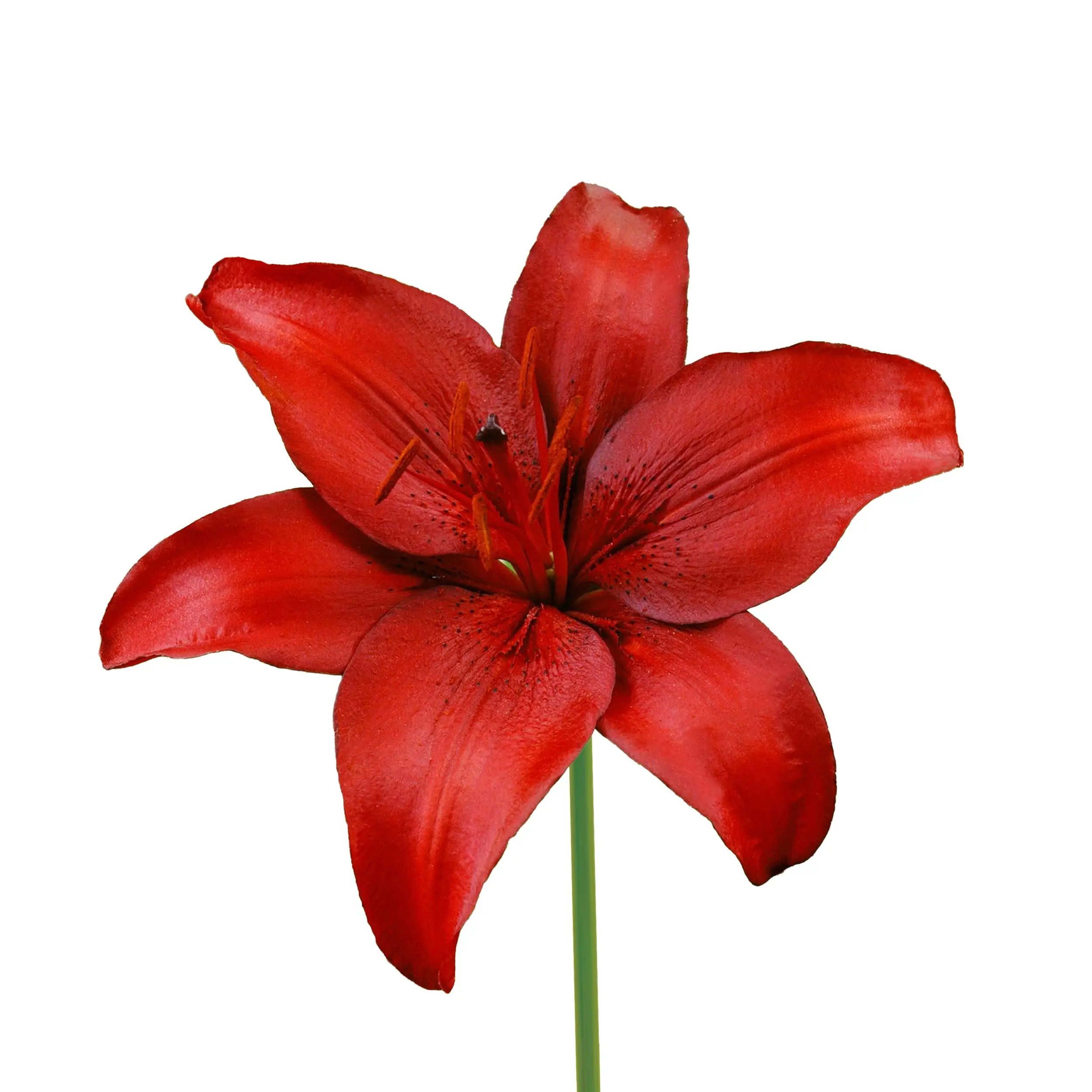 Lily 'Red Highland' - red