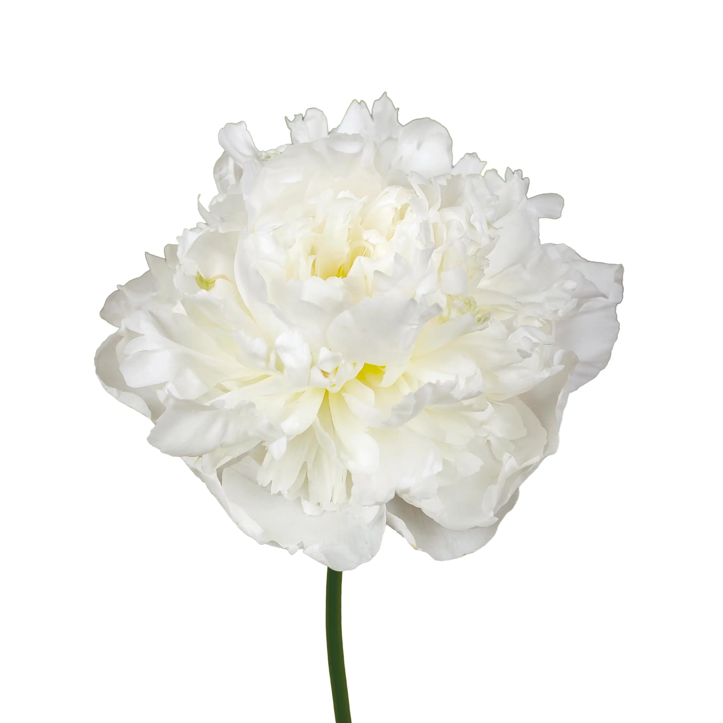 Peony 'Duchesse de Nemours' - white