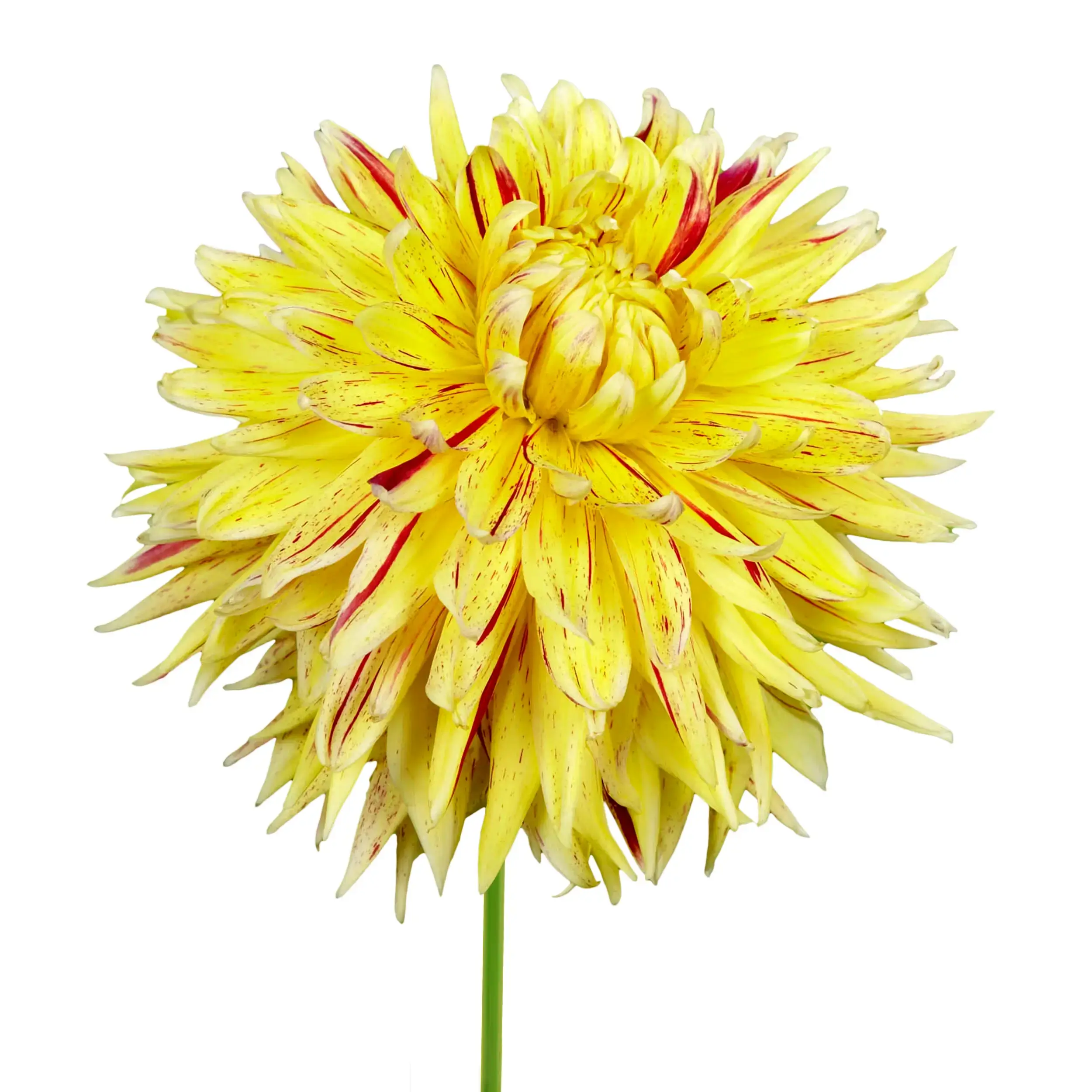 Dahlia 'Cambridge' - yellow with red