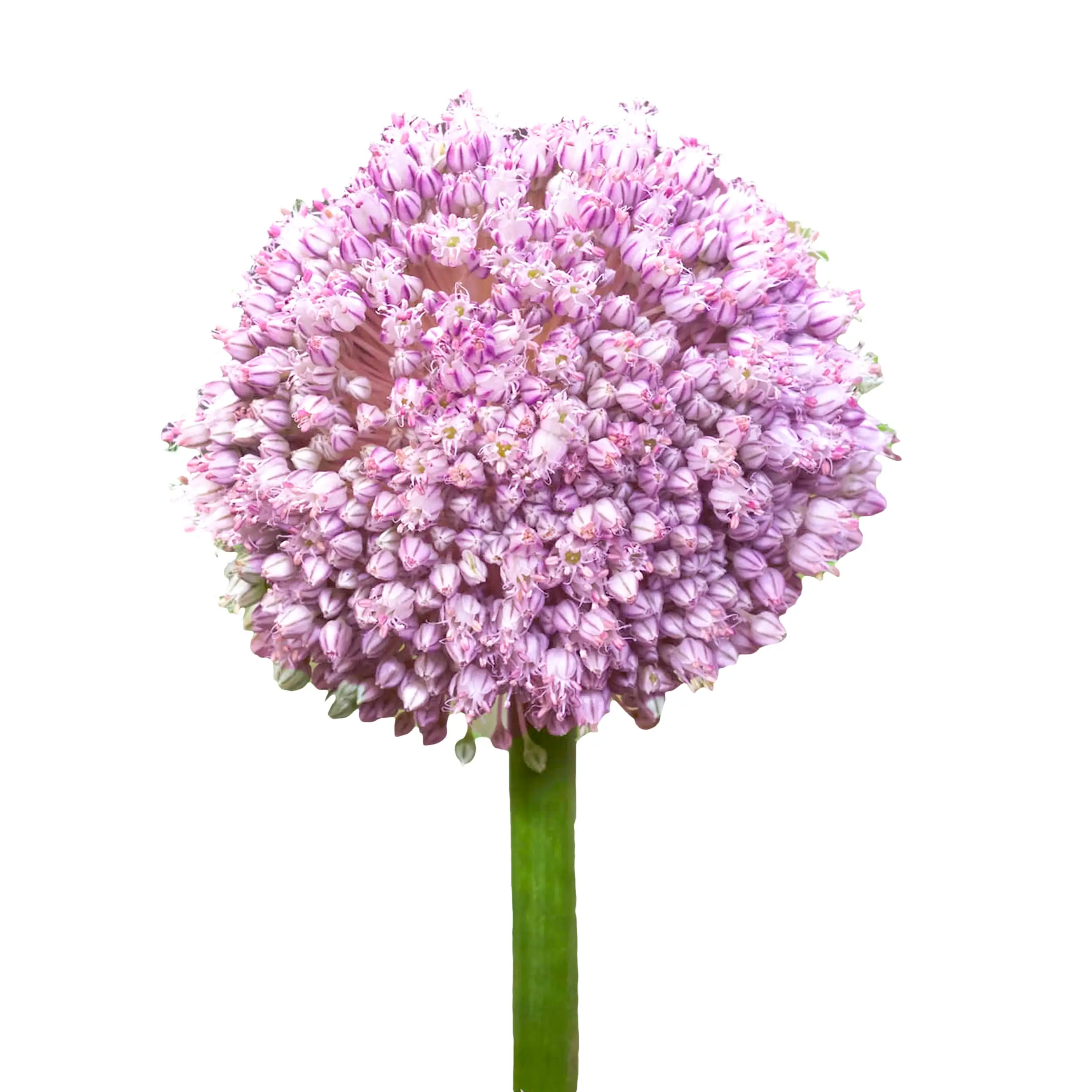 Allium 'Ping Pong' - pink with white