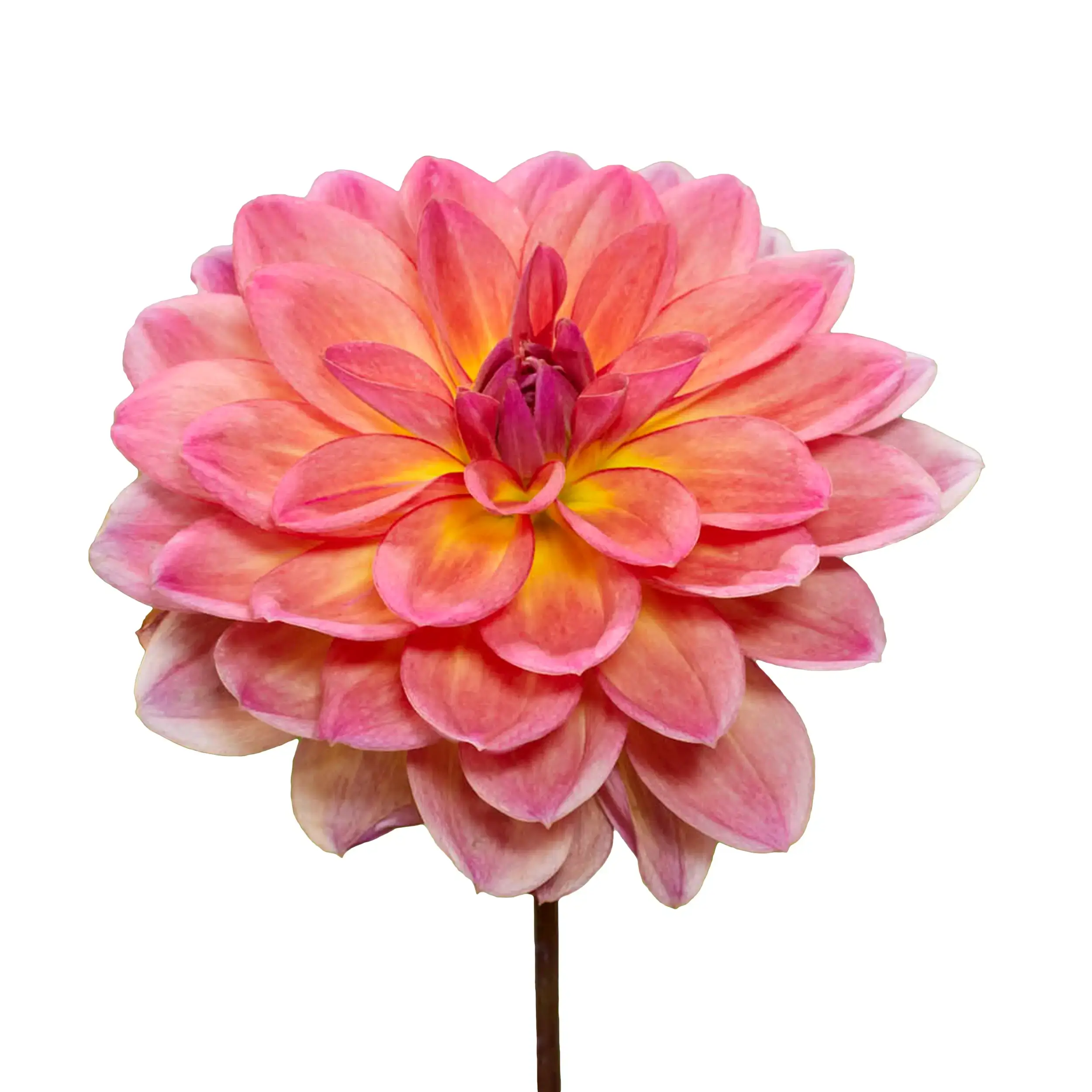 Dahlia 'Pacific View' - salmon