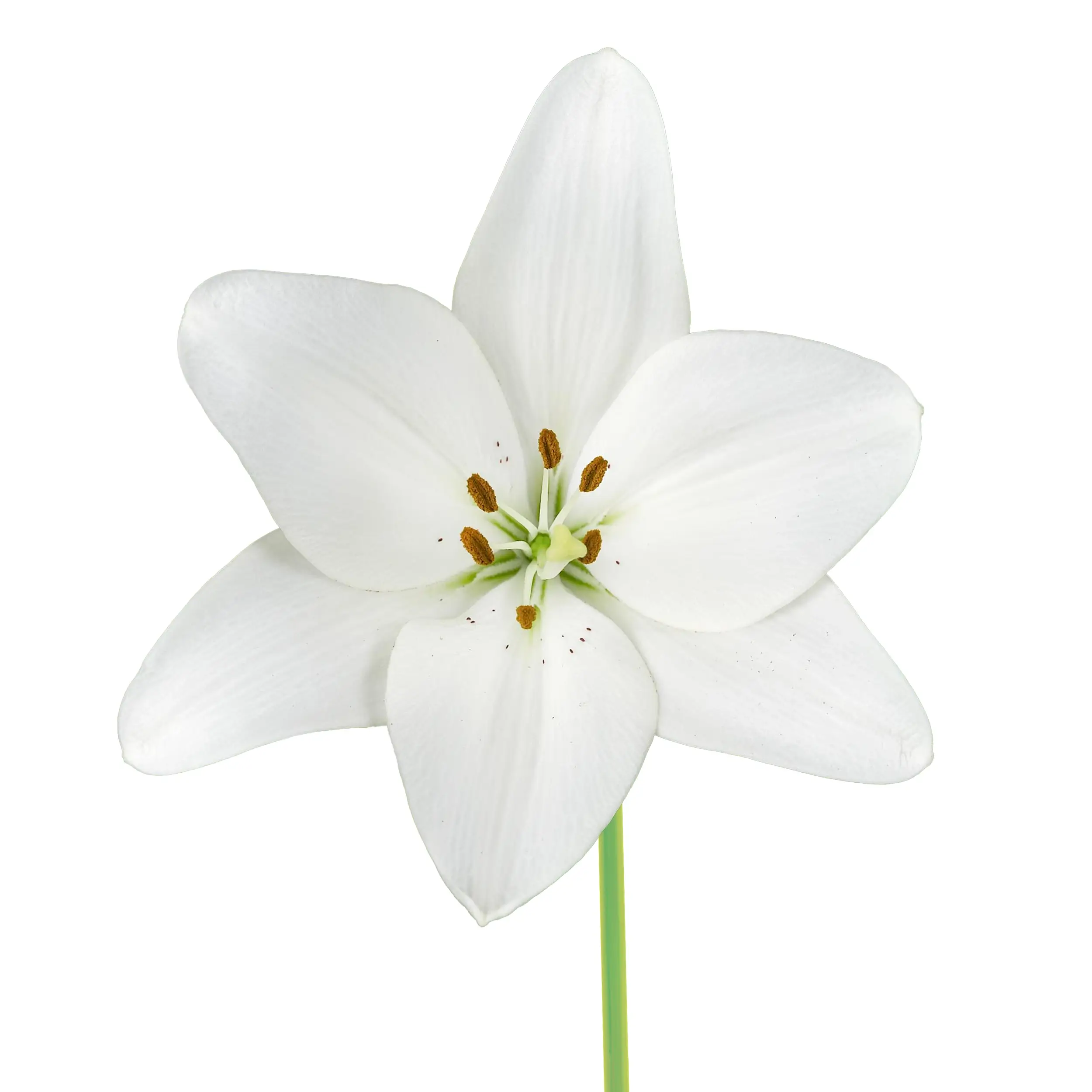 Lily 'Snowdon' - white