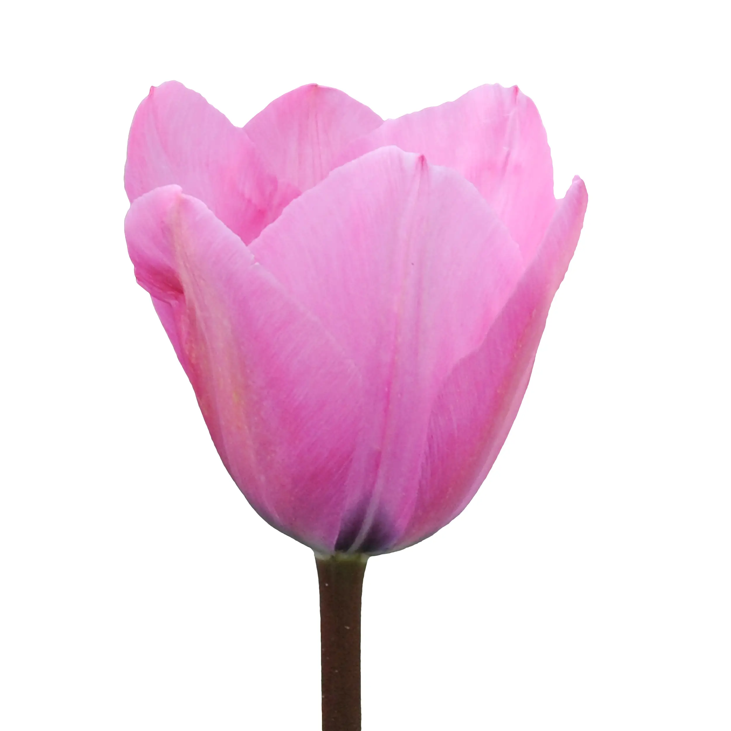 Tulip 'Janis Joplin' - pink